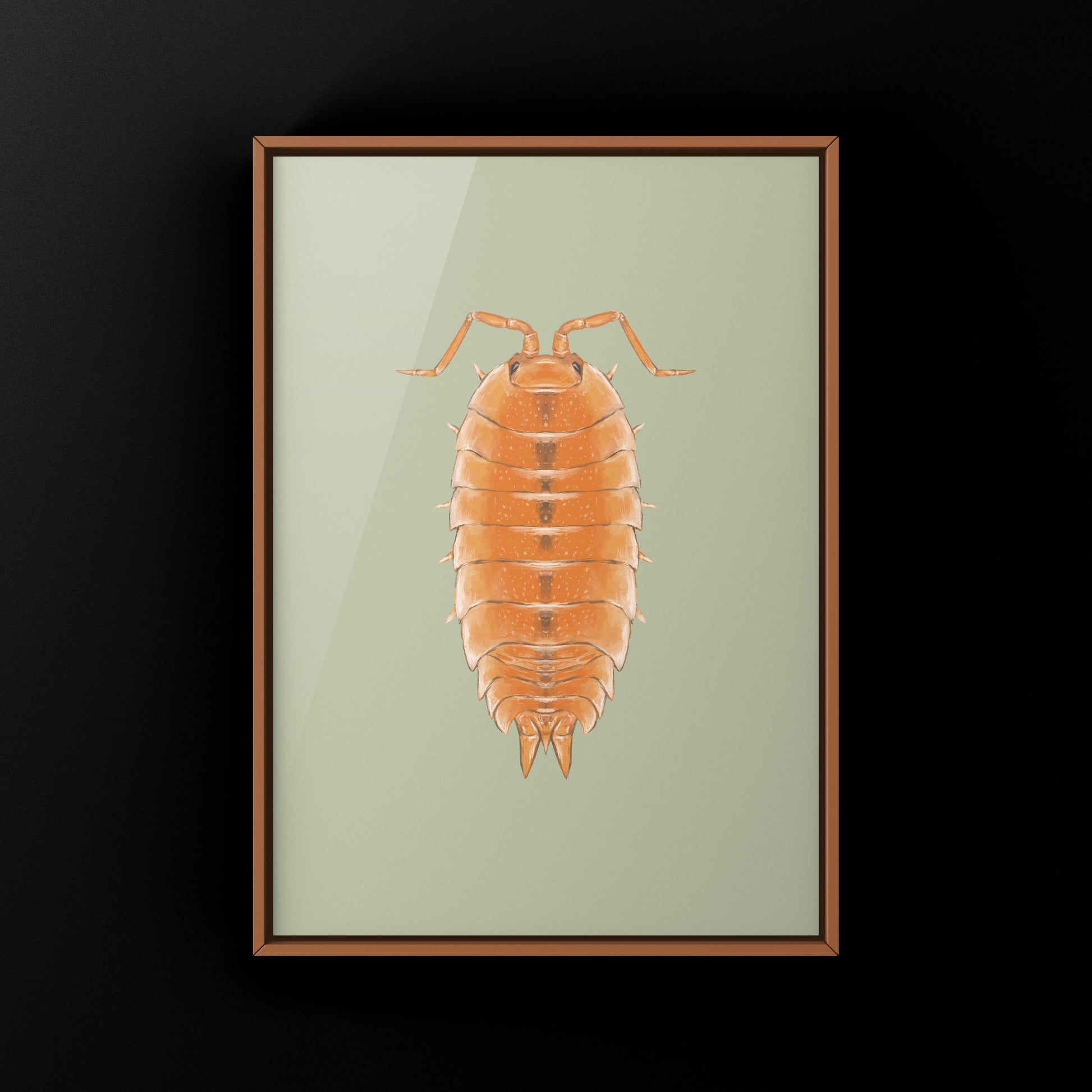 Orange Scaber Isopod, Porcellio Scaber Orange, Photographic Art Print from The Silk Ranch