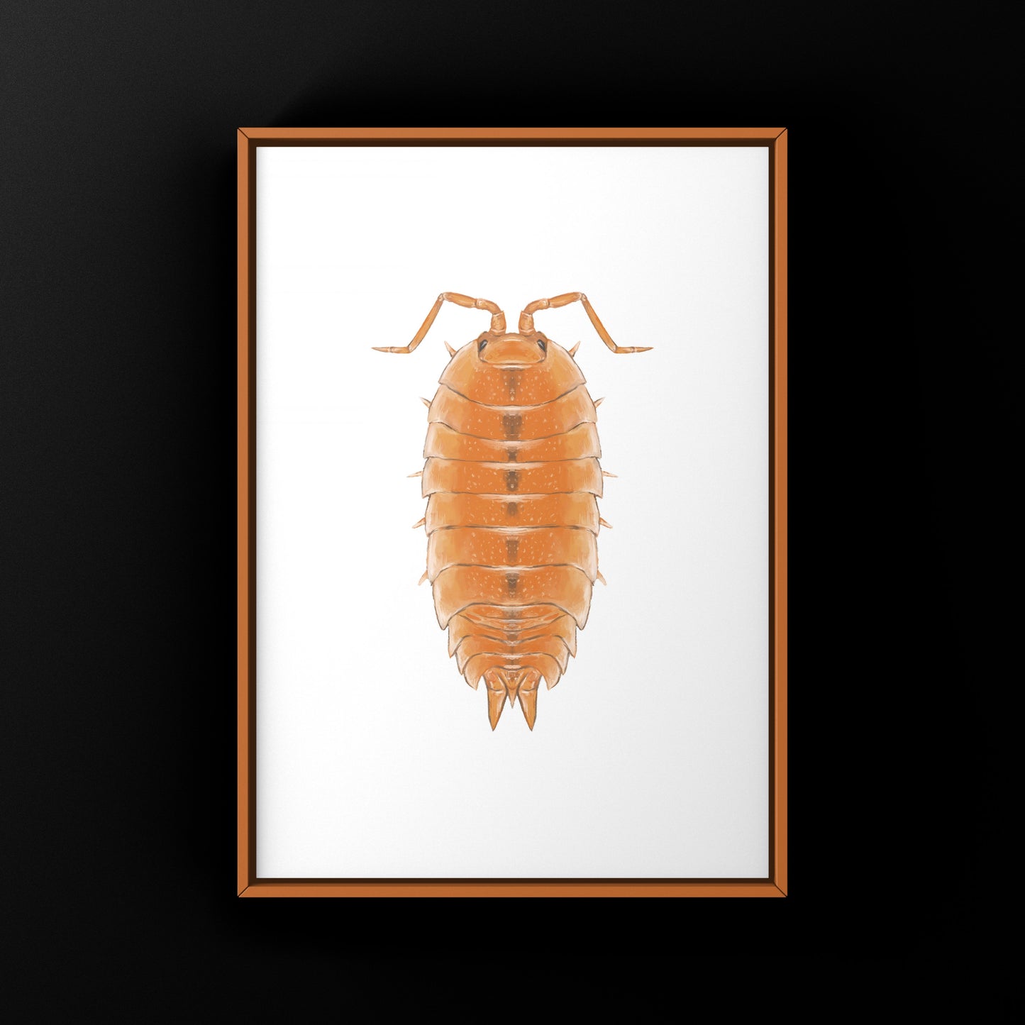 Orange Scaber Isopod, Porcellio Scaber Orange, Photographic Art Print from The Silk Ranch