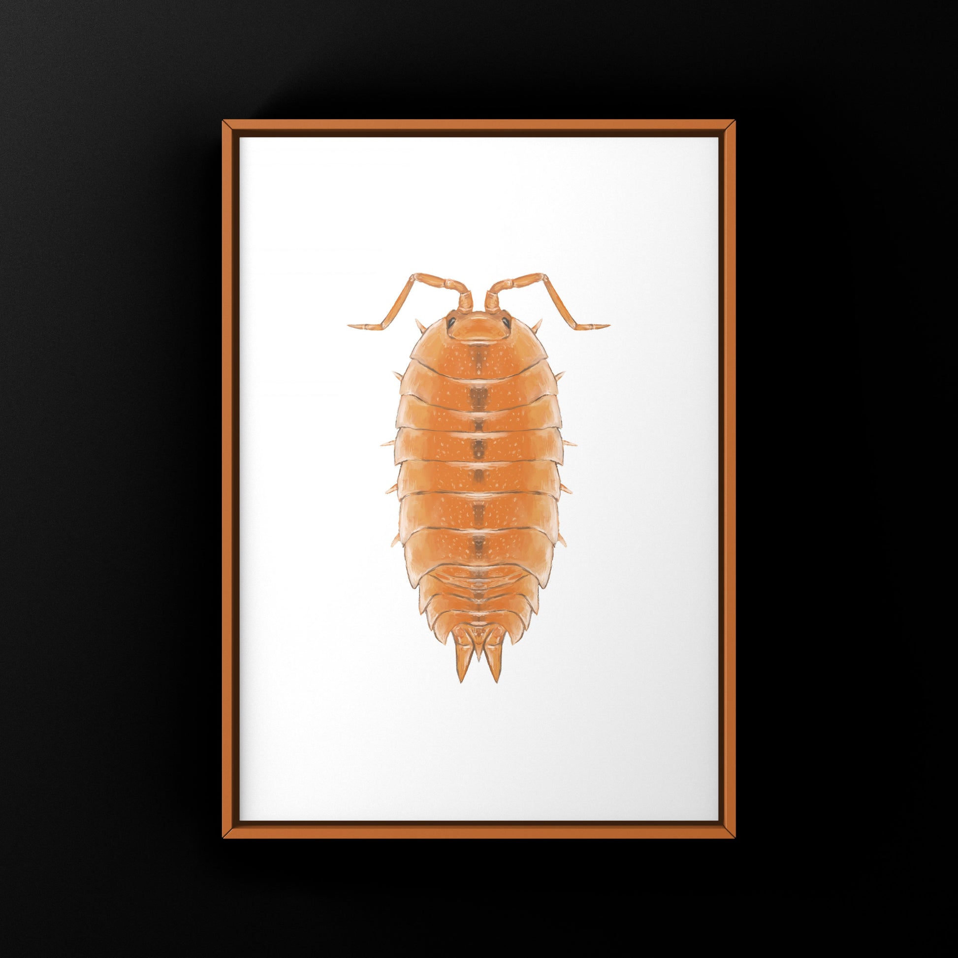 Orange Scaber Isopod, Porcellio Scaber Orange, Photographic Art Print from The Silk Ranch