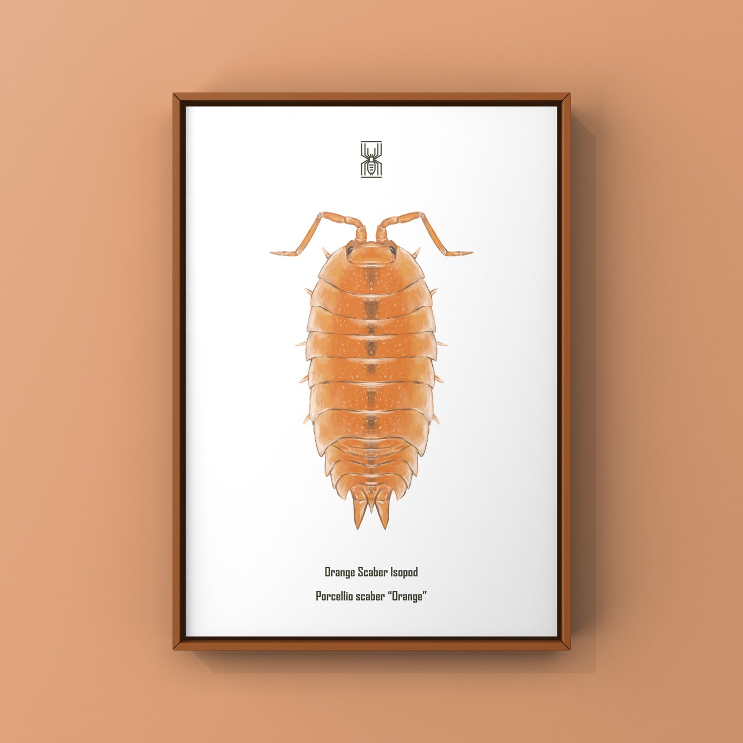 Orange Scaber Isopod, Porcellio Scaber Orange, Photographic Art Print from The Silk Ranch