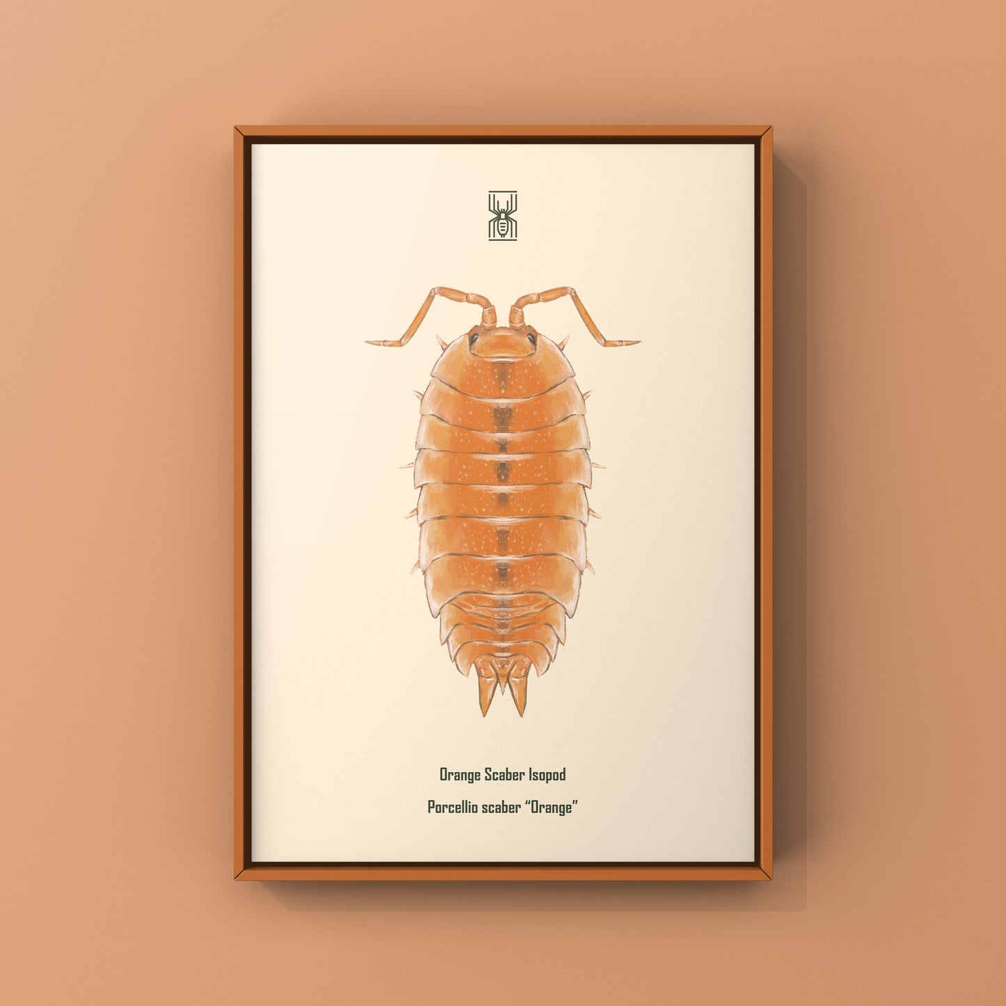 Orange Scaber Isopod, Porcellio Scaber Orange, Photographic Art Print from The Silk Ranch