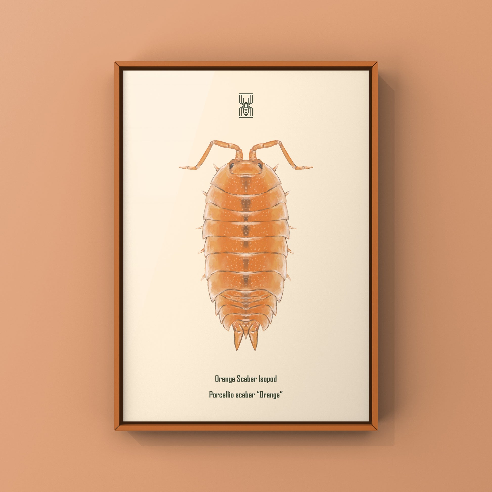 Orange Scaber Isopod, Porcellio Scaber Orange, Photographic Art Print from The Silk Ranch