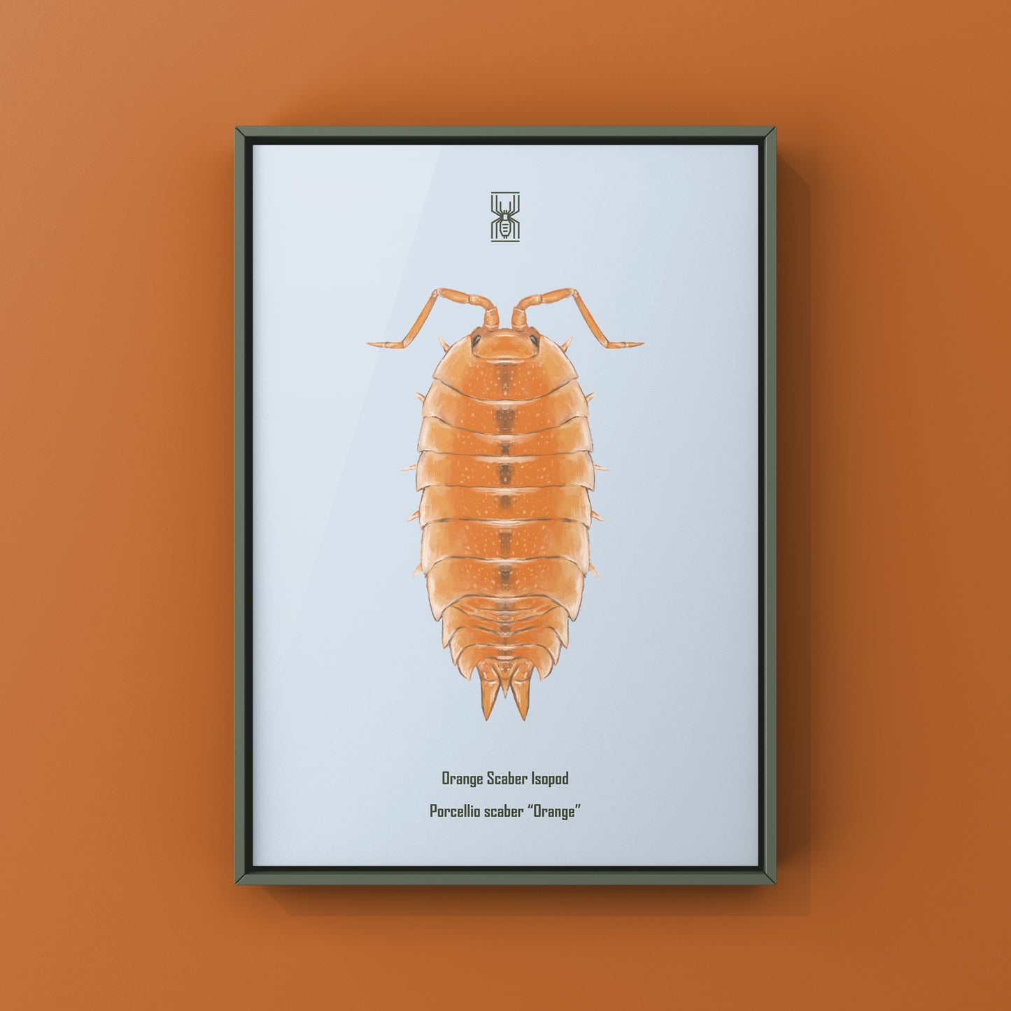 Orange Scaber Isopod, Porcellio Scaber Orange, Photographic Art Print from The Silk Ranch