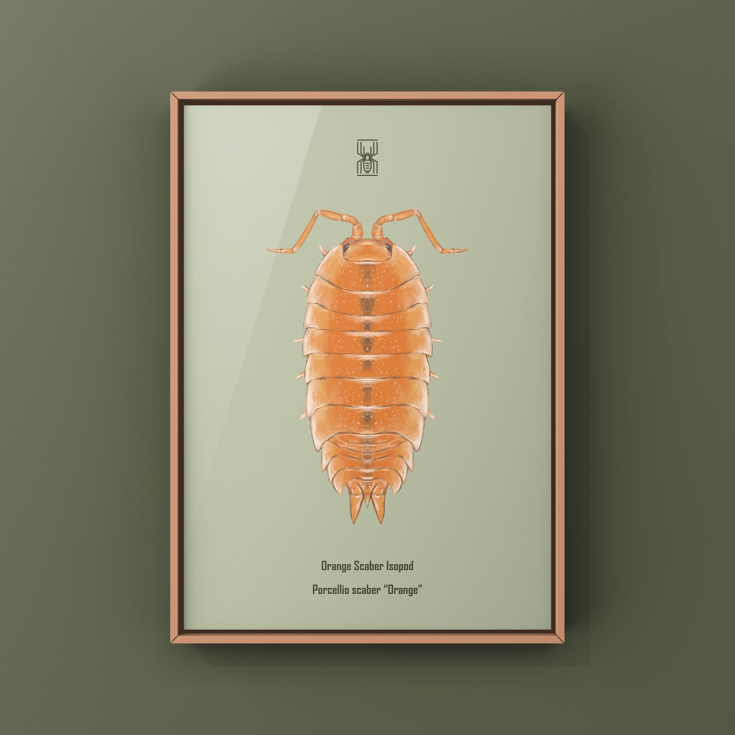 Orange Scaber Isopod, Porcellio Scaber Orange, Photographic Art Print from The Silk Ranch