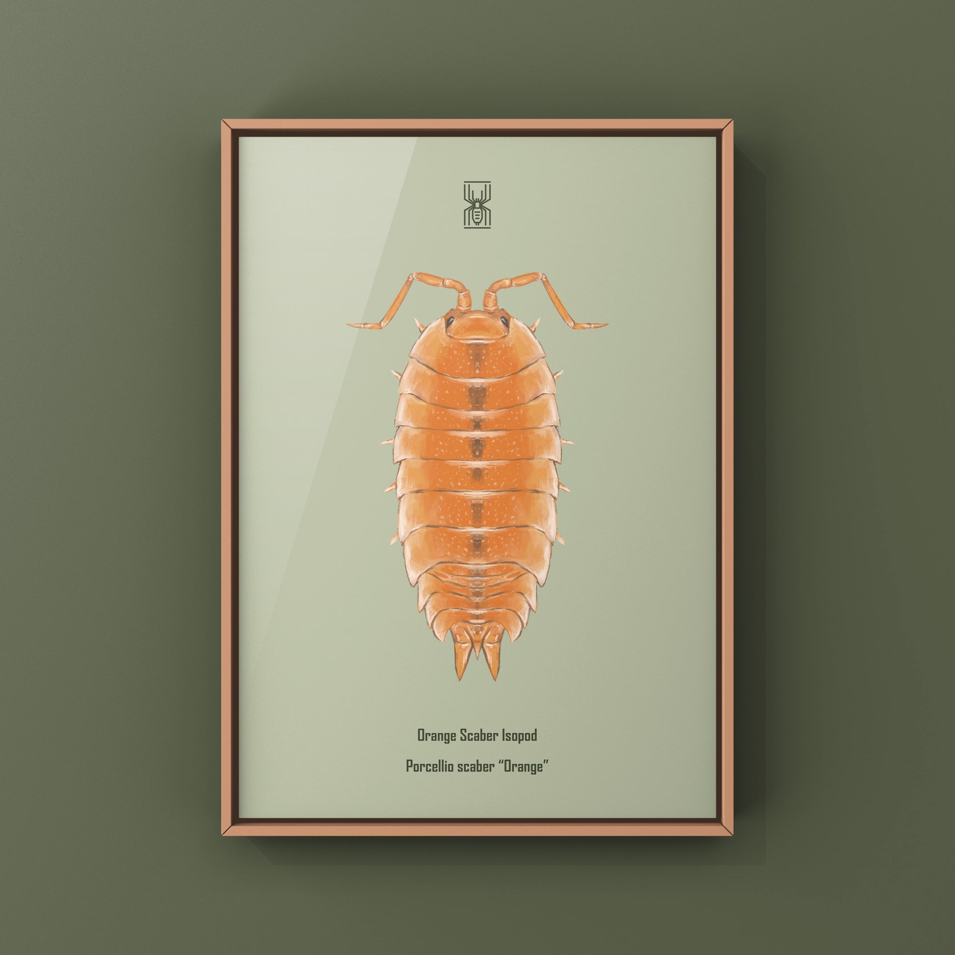 Orange Scaber Isopod, Porcellio Scaber Orange, Photographic Art Print from The Silk Ranch