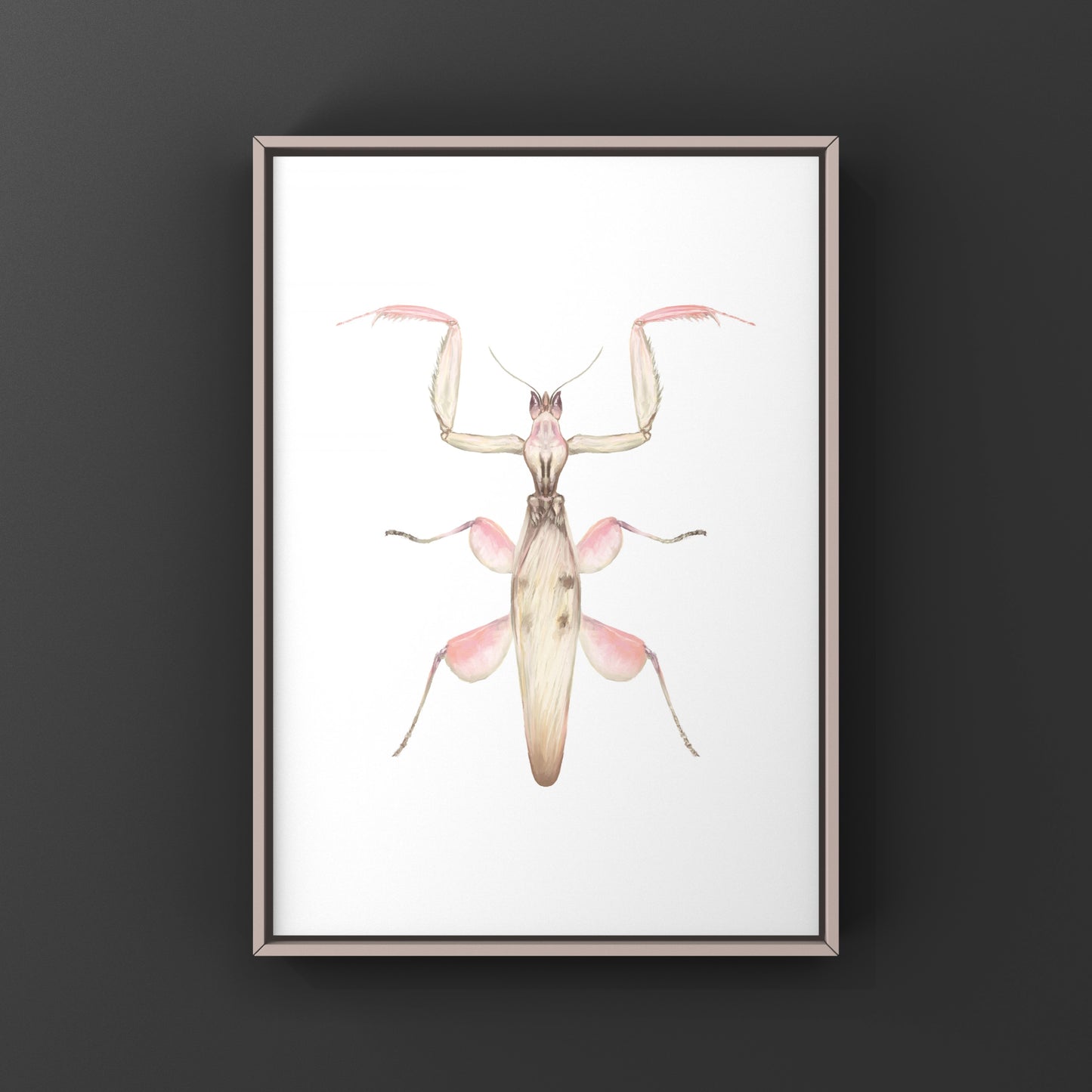 Orchid Mantis, Hymenopus Coronatus, Photographic Art Print from The Silk Ranch