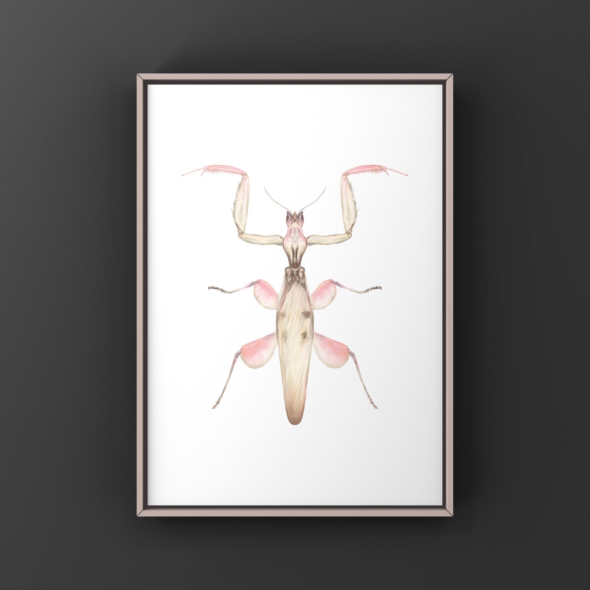 Orchid Mantis, Hymenopus Coronatus, Photographic Art Print from The Silk Ranch