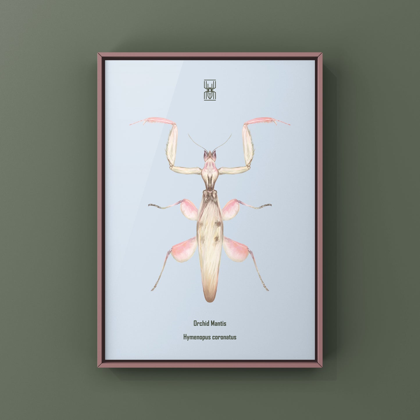 Orchid Mantis, Hymenopus Coronatus, Photographic Art Print from The Silk Ranch