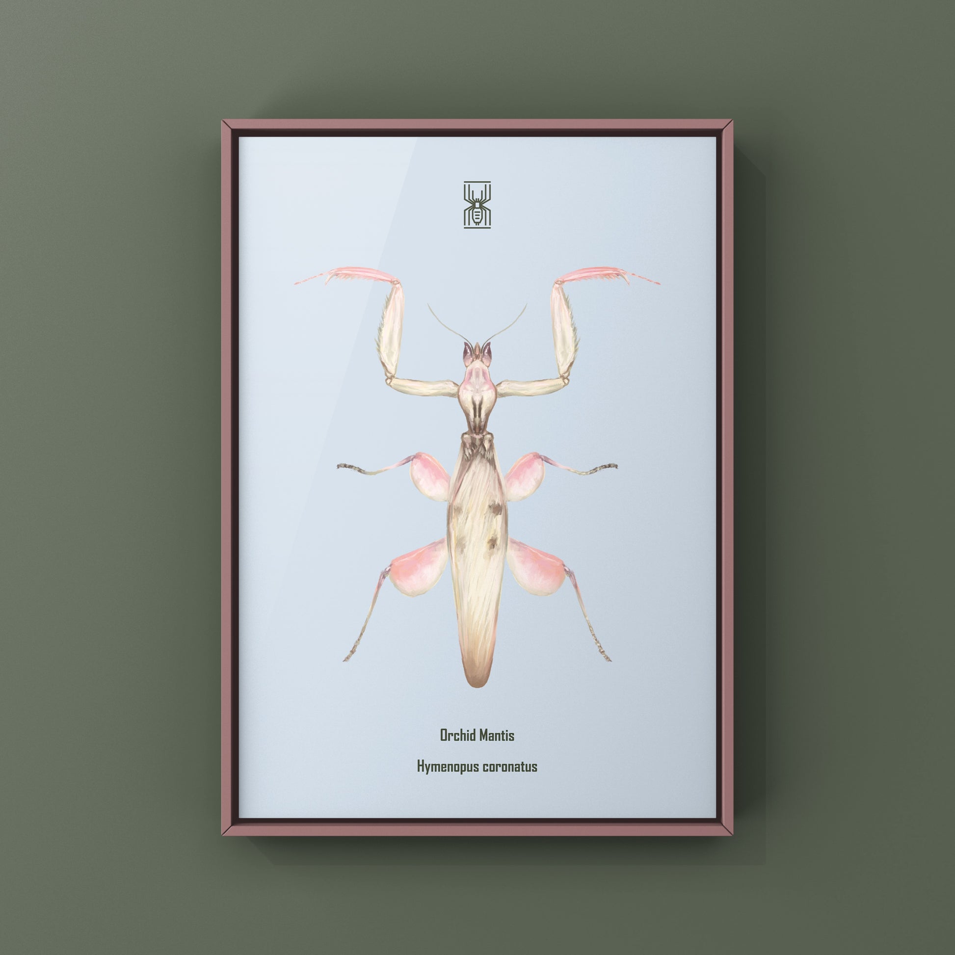 Orchid Mantis, Hymenopus Coronatus, Photographic Art Print from The Silk Ranch