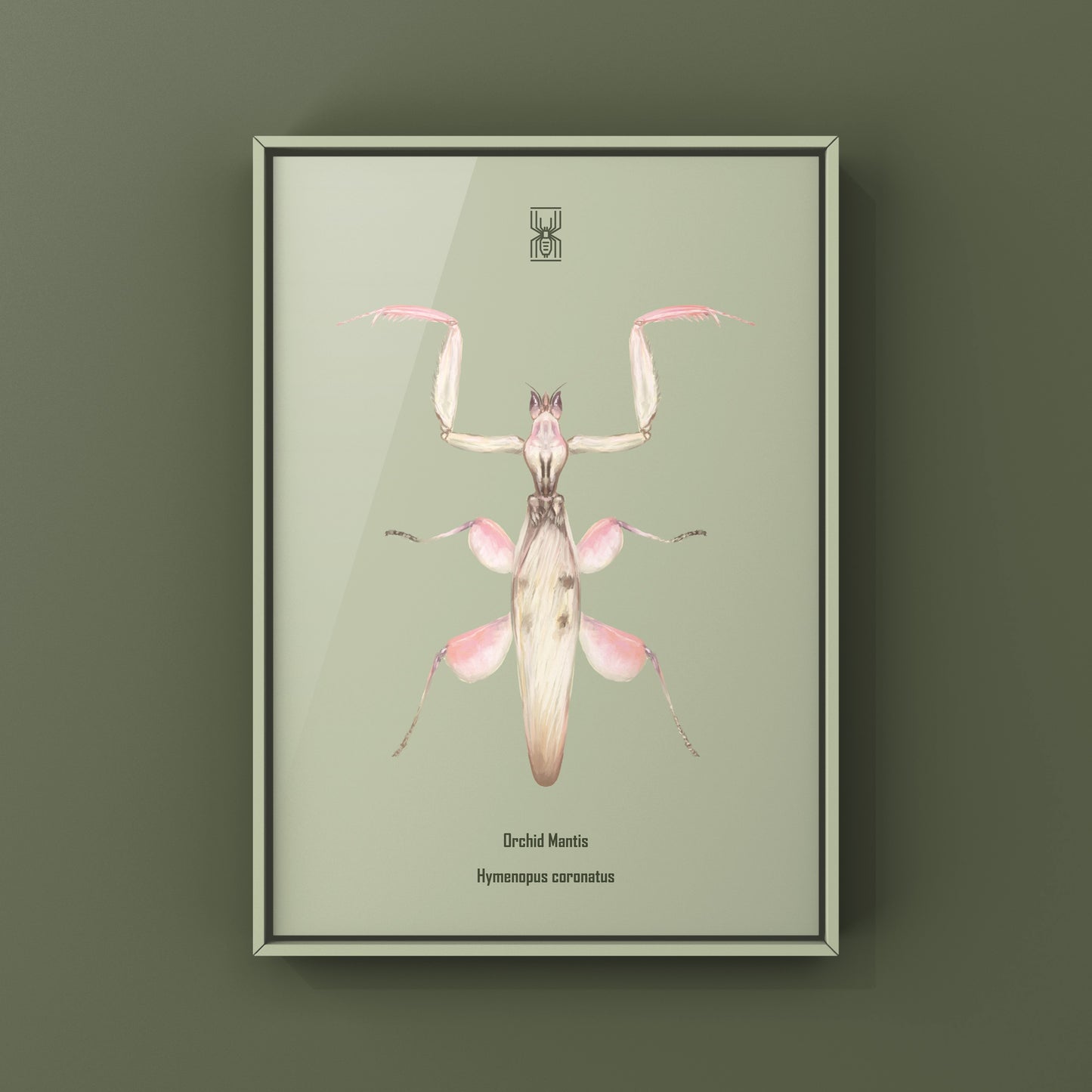 Orchid Mantis, Hymenopus Coronatus, Photographic Art Print from The Silk Ranch