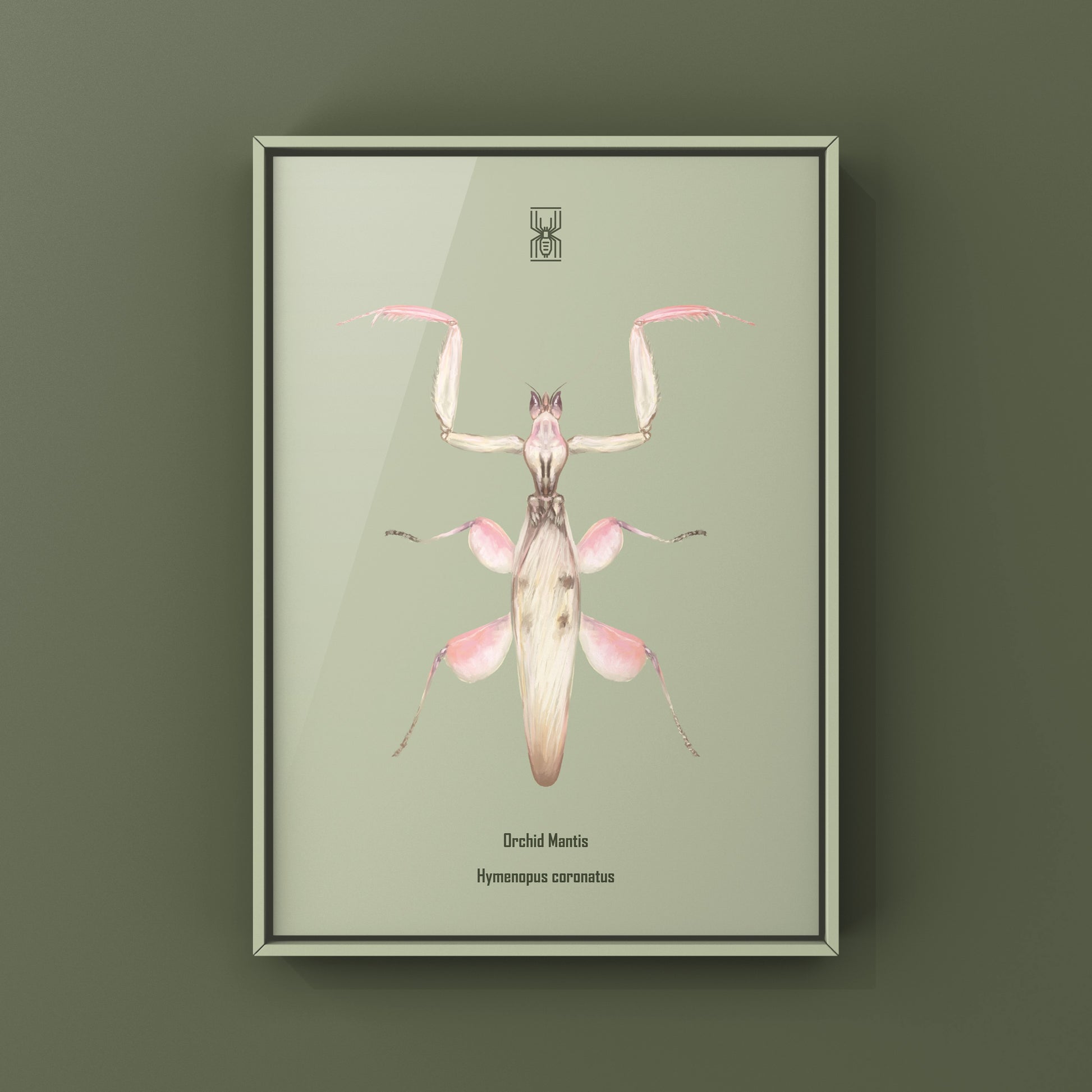 Orchid Mantis, Hymenopus Coronatus, Photographic Art Print from The Silk Ranch