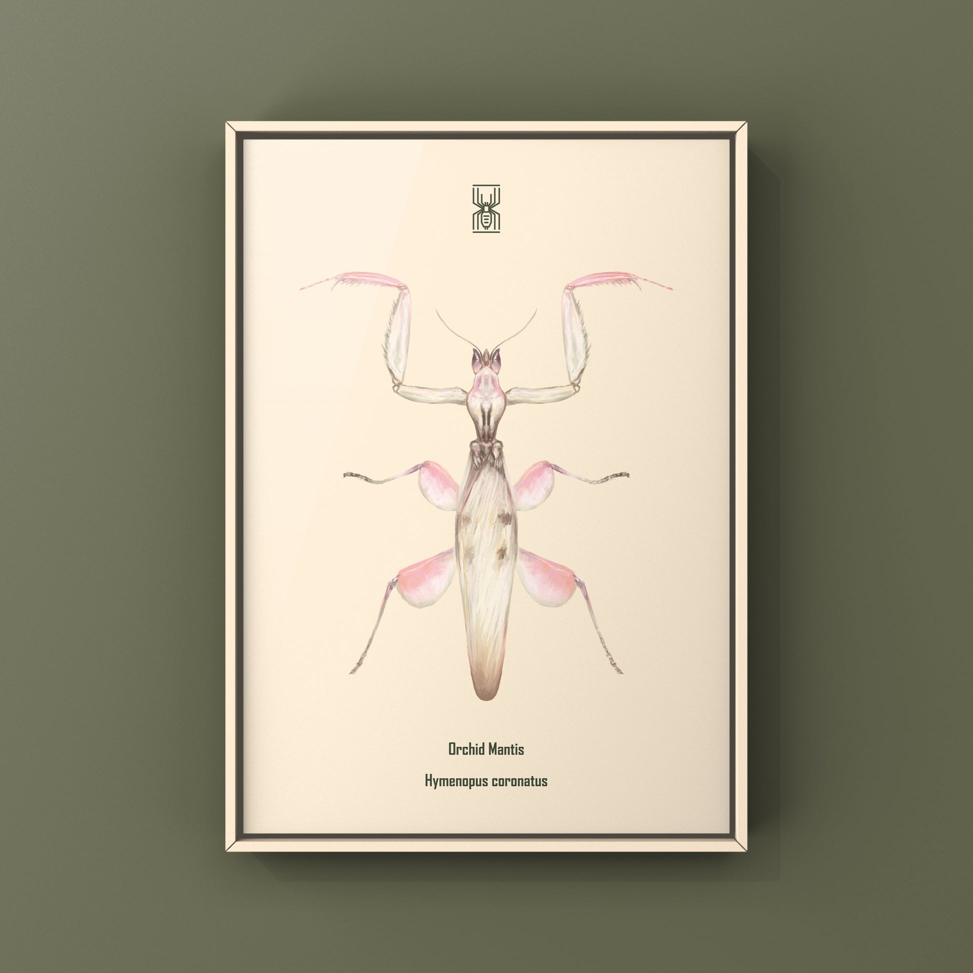 Orchid Mantis, Hymenopus Coronatus, Photographic Art Print from The Silk Ranch