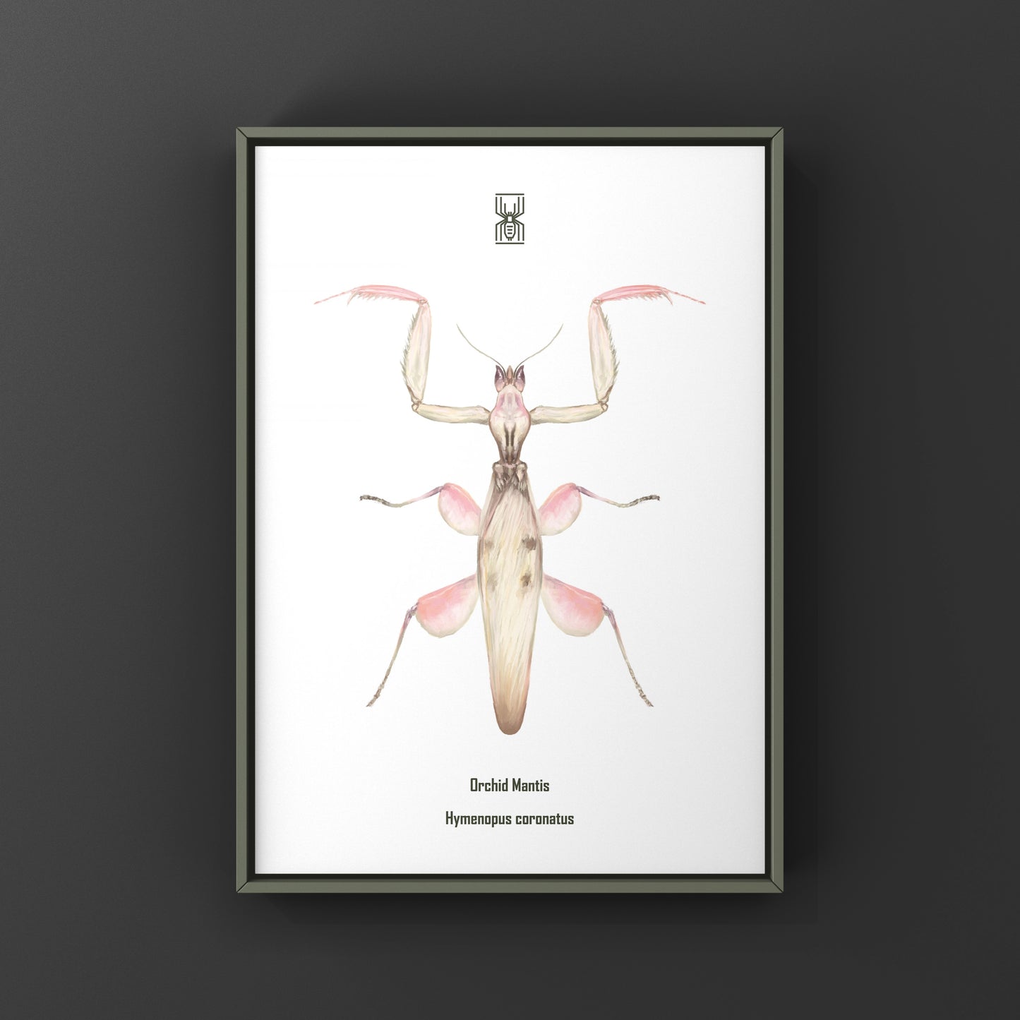 Orchid Mantis, Hymenopus Coronatus, Photographic Art Print from The Silk Ranch