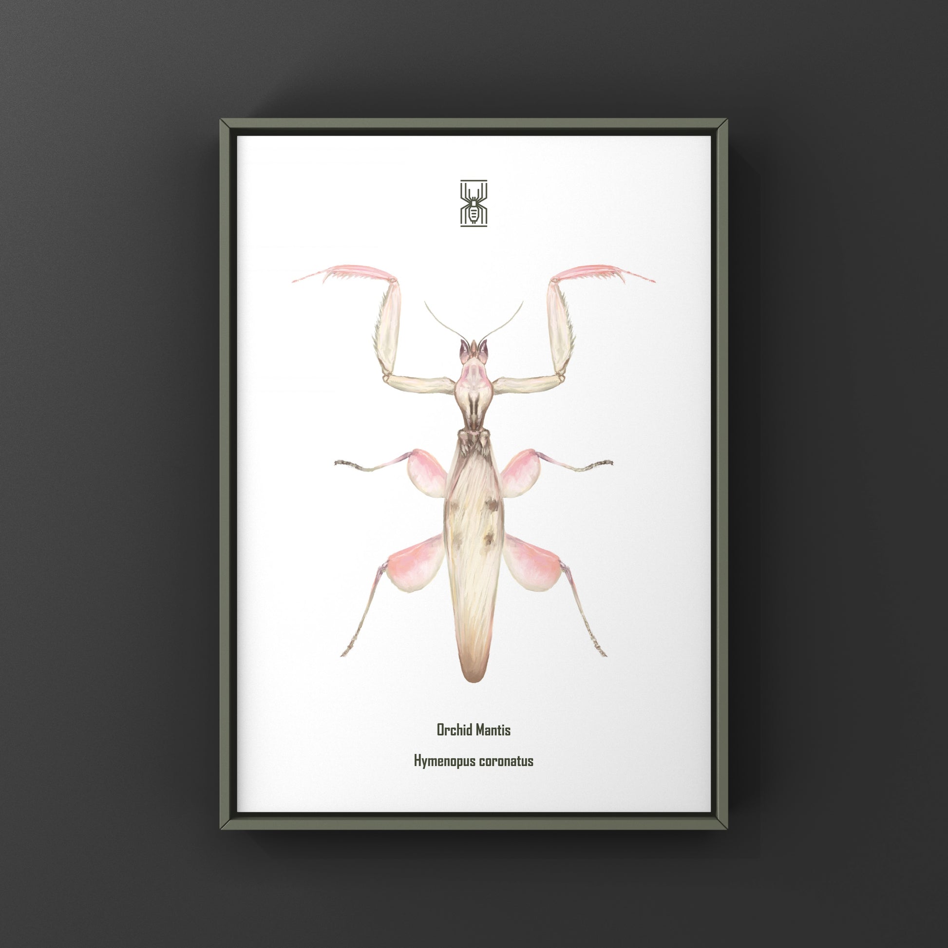 Orchid Mantis, Hymenopus Coronatus, Photographic Art Print from The Silk Ranch