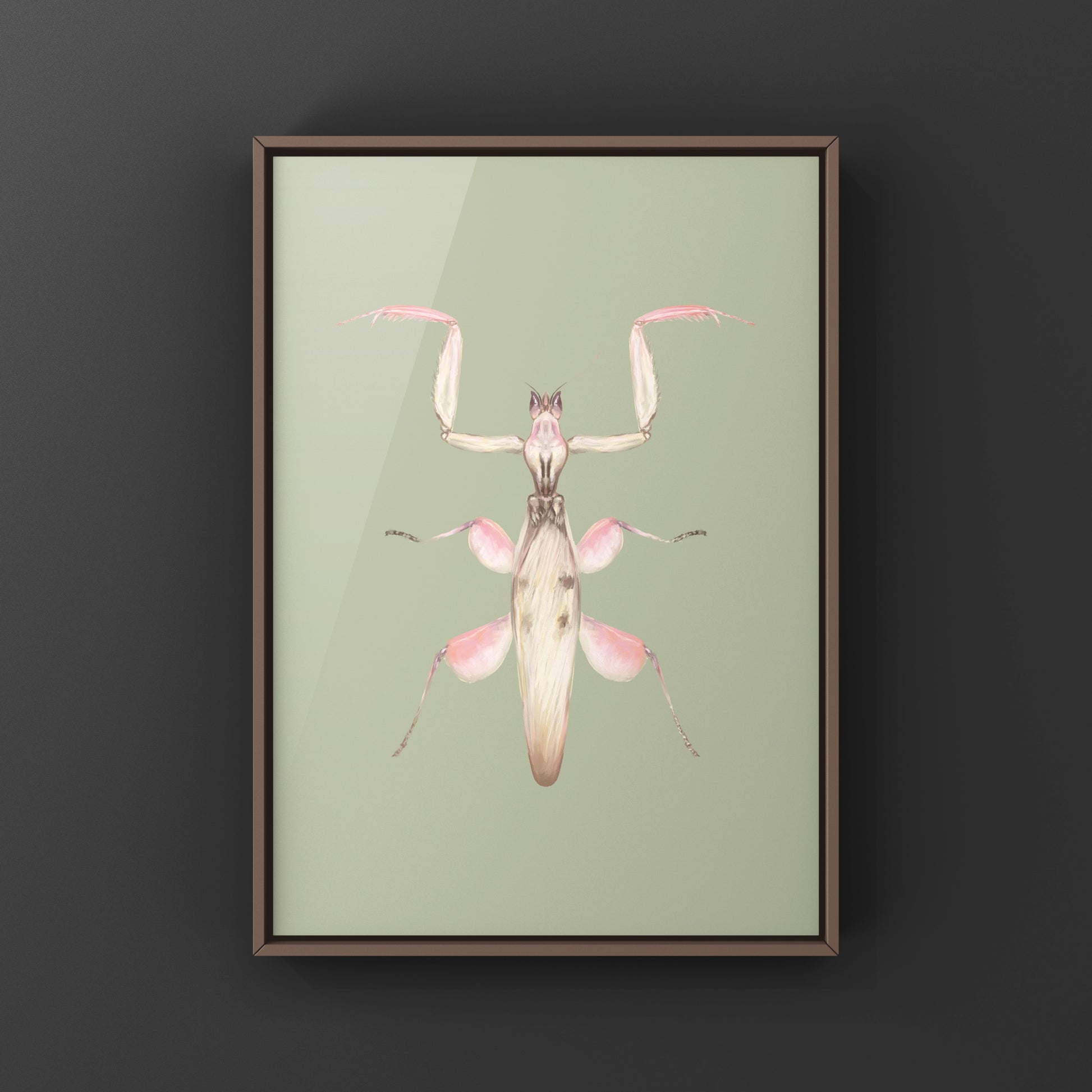 Orchid Mantis, Hymenopus Coronatus, Photographic Art Print from The Silk Ranch