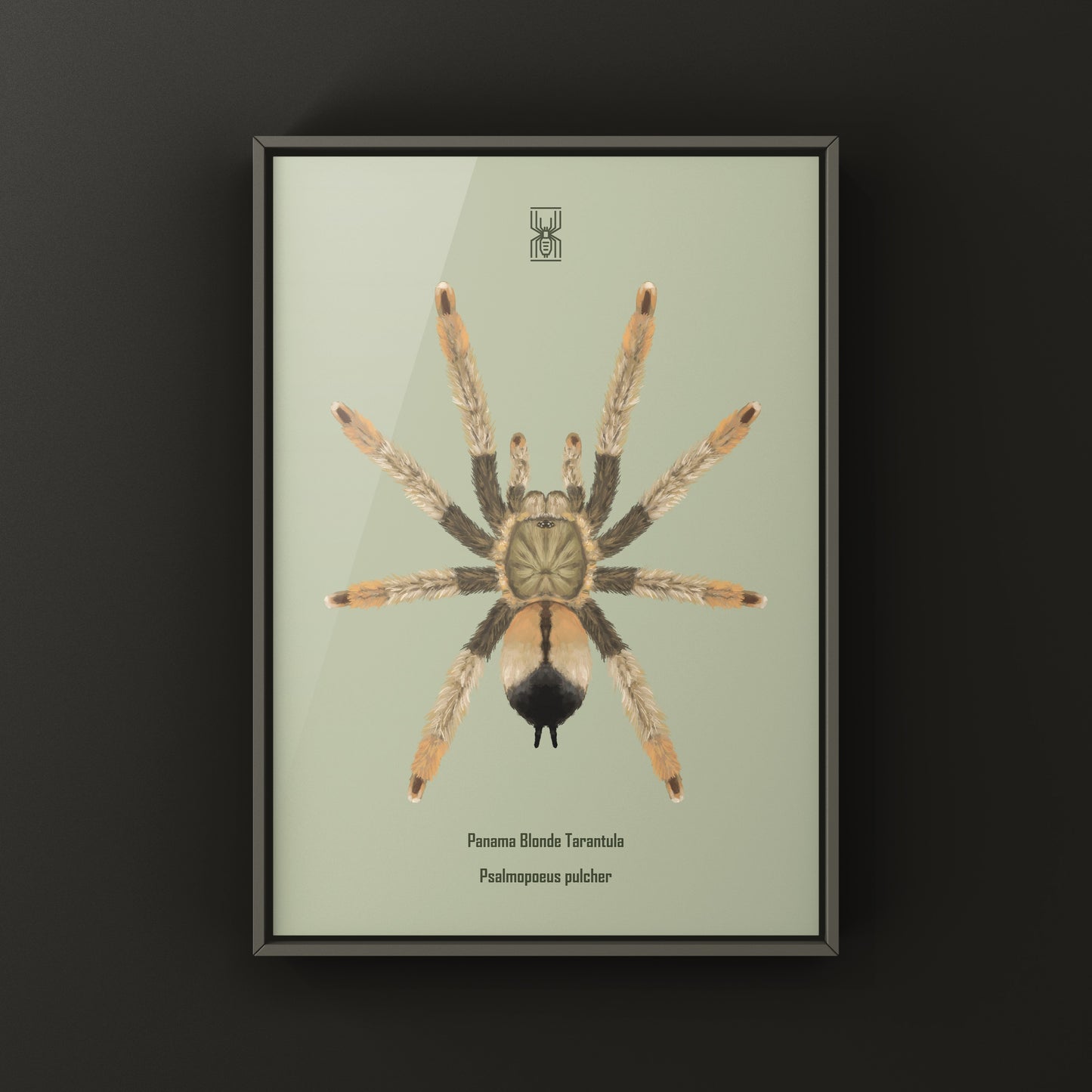 Panama Blonde Tarantula, Psalmopoeus Pulcher, Photographic Art Print from The Silk Ranch