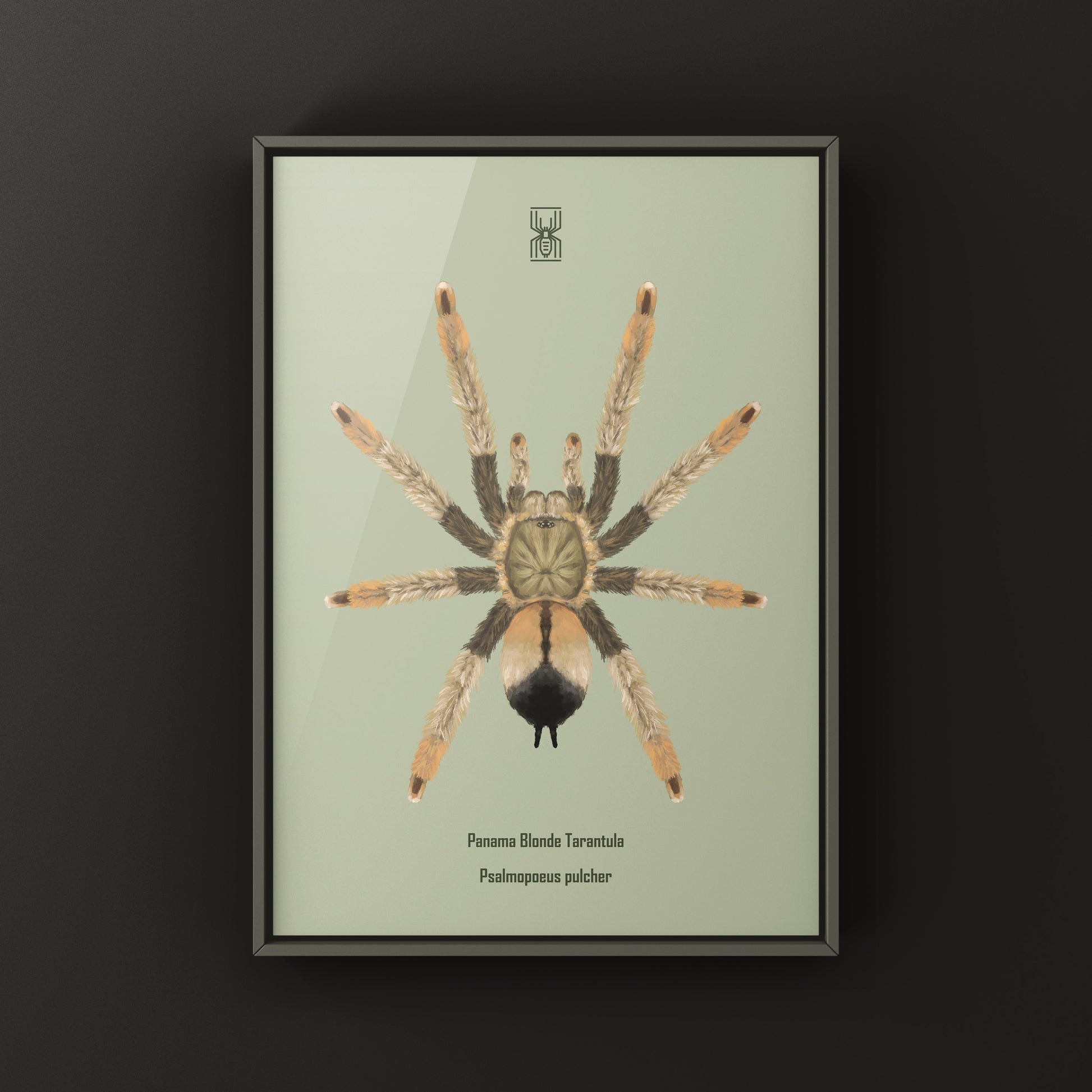 Panama Blonde Tarantula, Psalmopoeus Pulcher, Photographic Art Print from The Silk Ranch