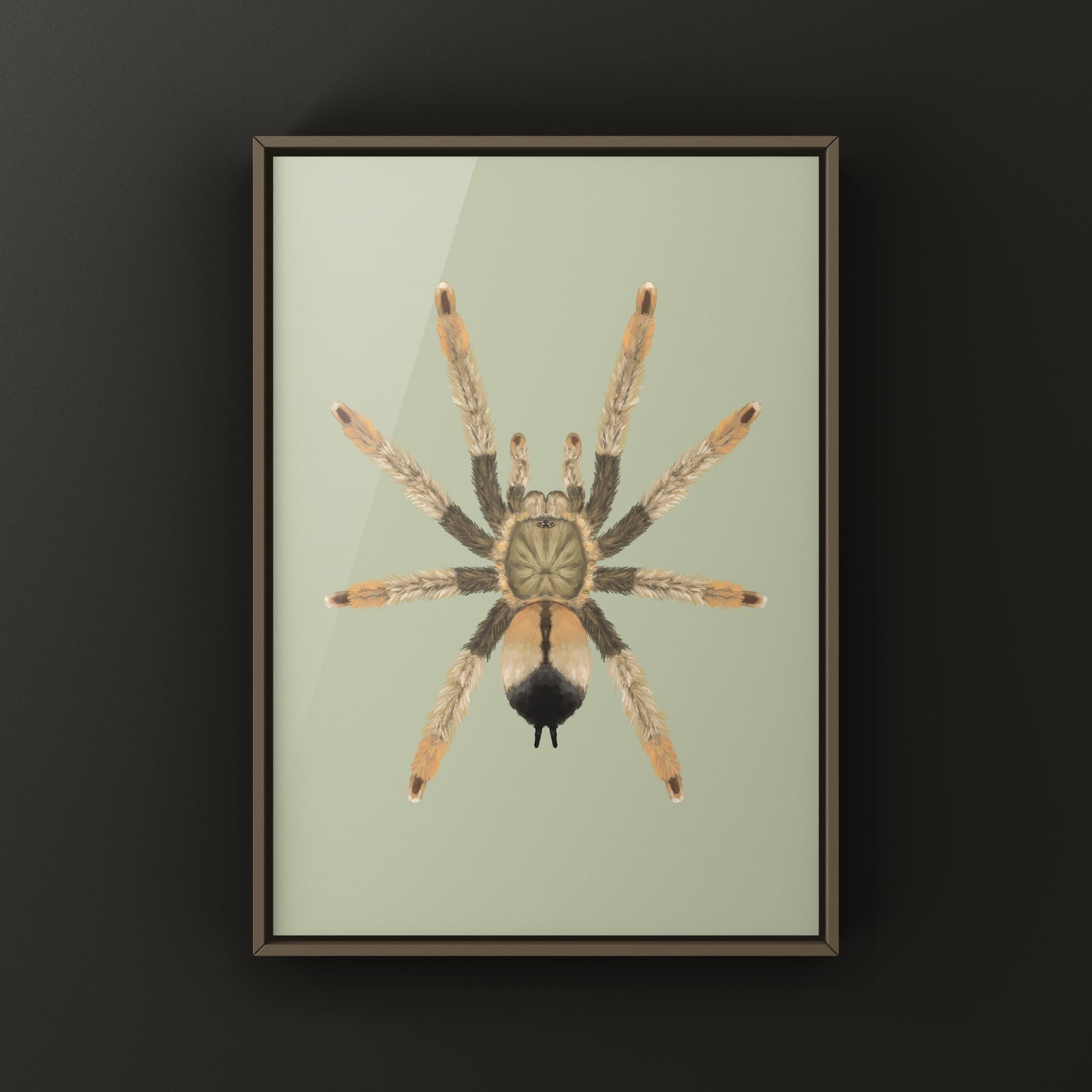 Panama Blonde Tarantula, Psalmopoeus Pulcher, Photographic Art Print from The Silk Ranch