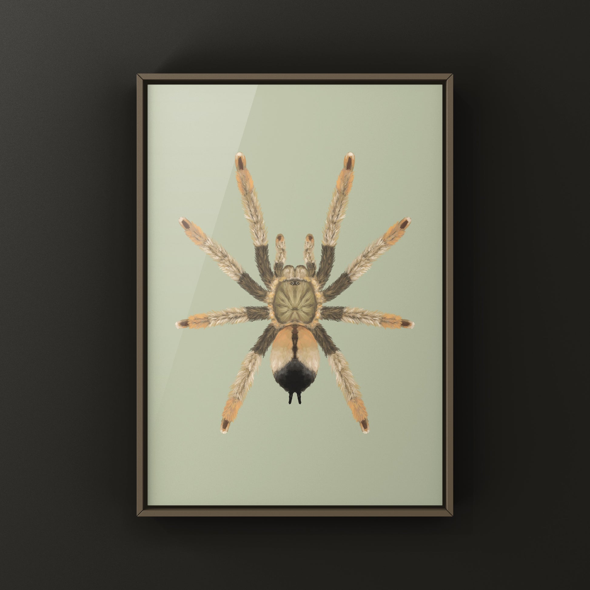 Panama Blonde Tarantula, Psalmopoeus Pulcher, Photographic Art Print from The Silk Ranch