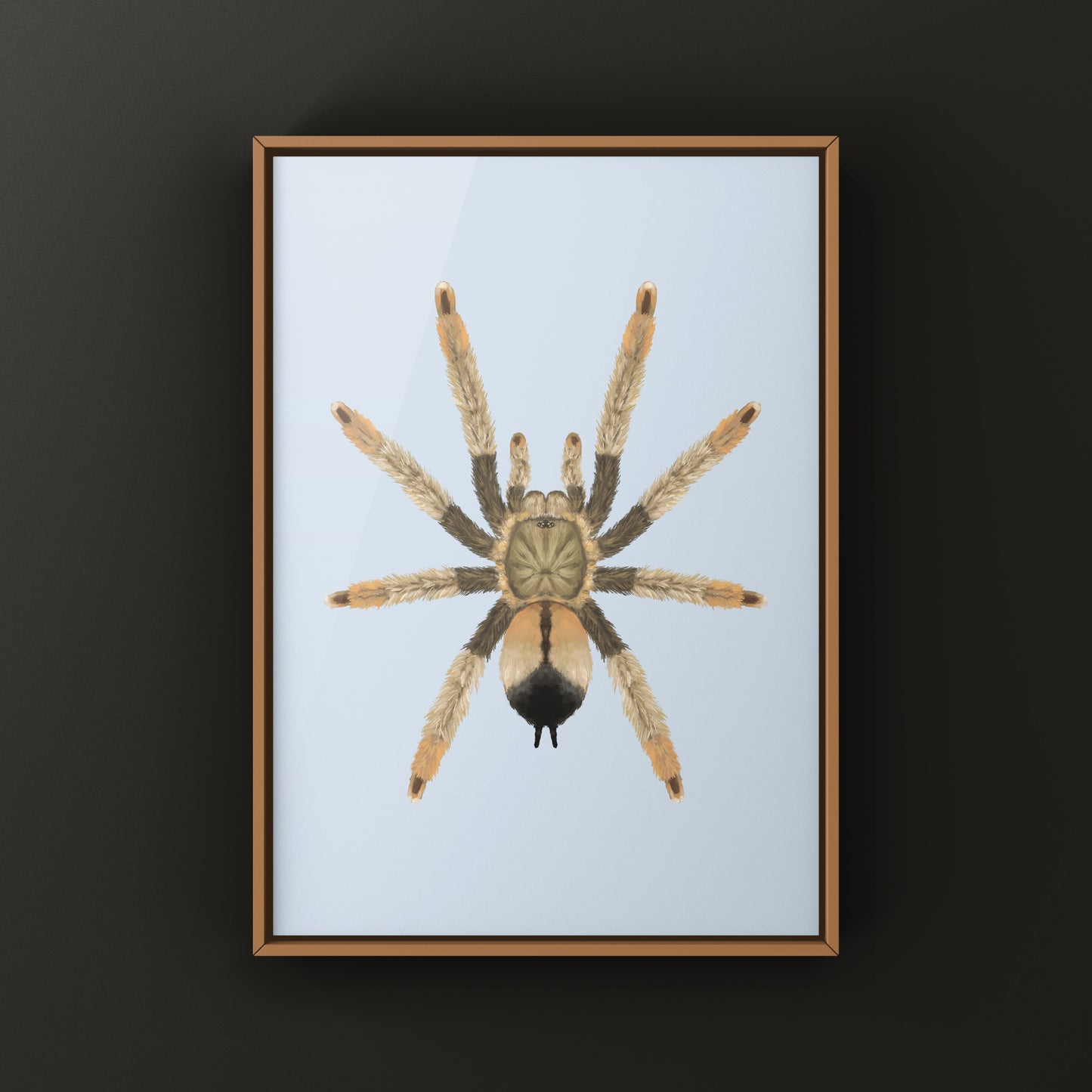 Panama Blonde Tarantula, Psalmopoeus Pulcher, Photographic Art Print from The Silk Ranch