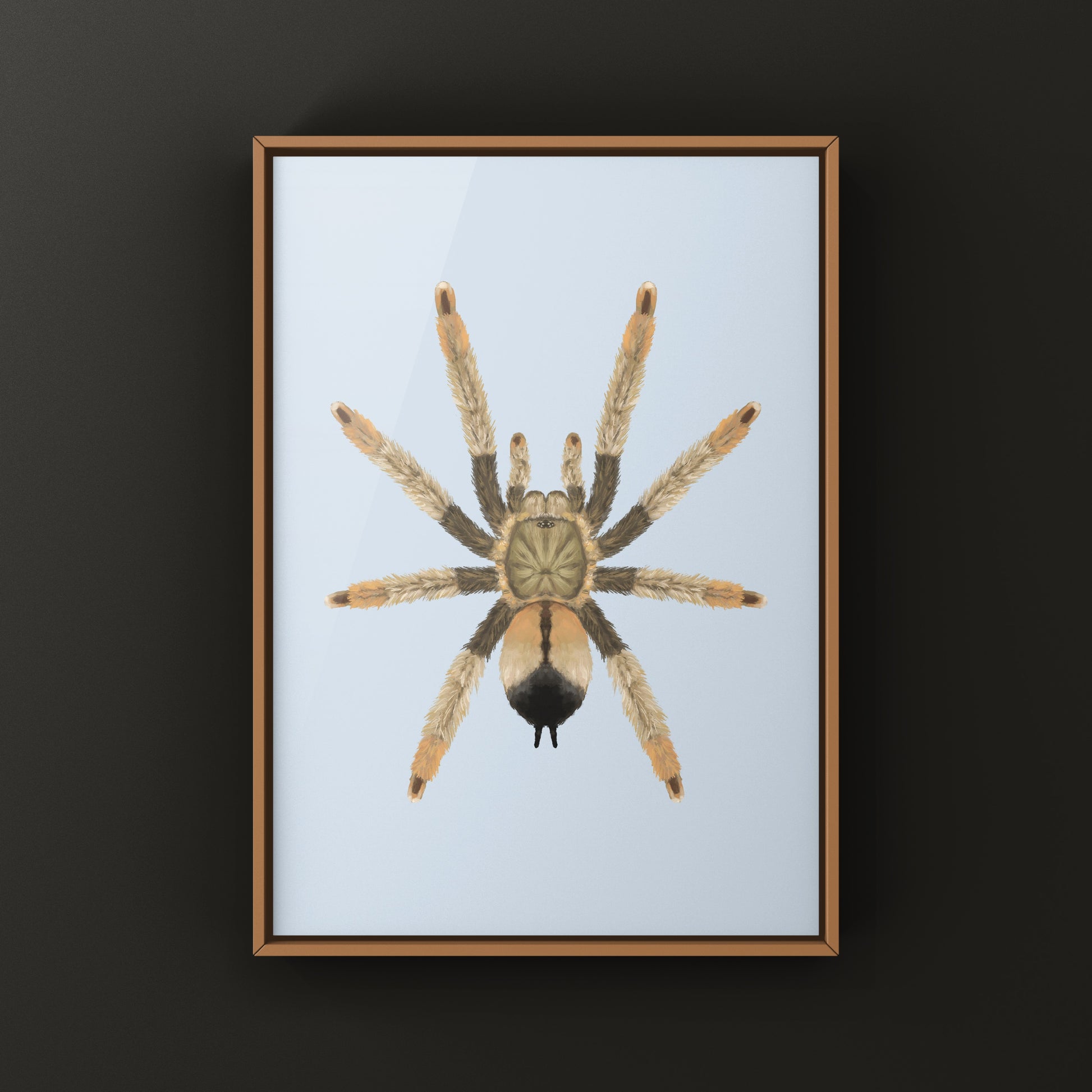 Panama Blonde Tarantula, Psalmopoeus Pulcher, Photographic Art Print from The Silk Ranch