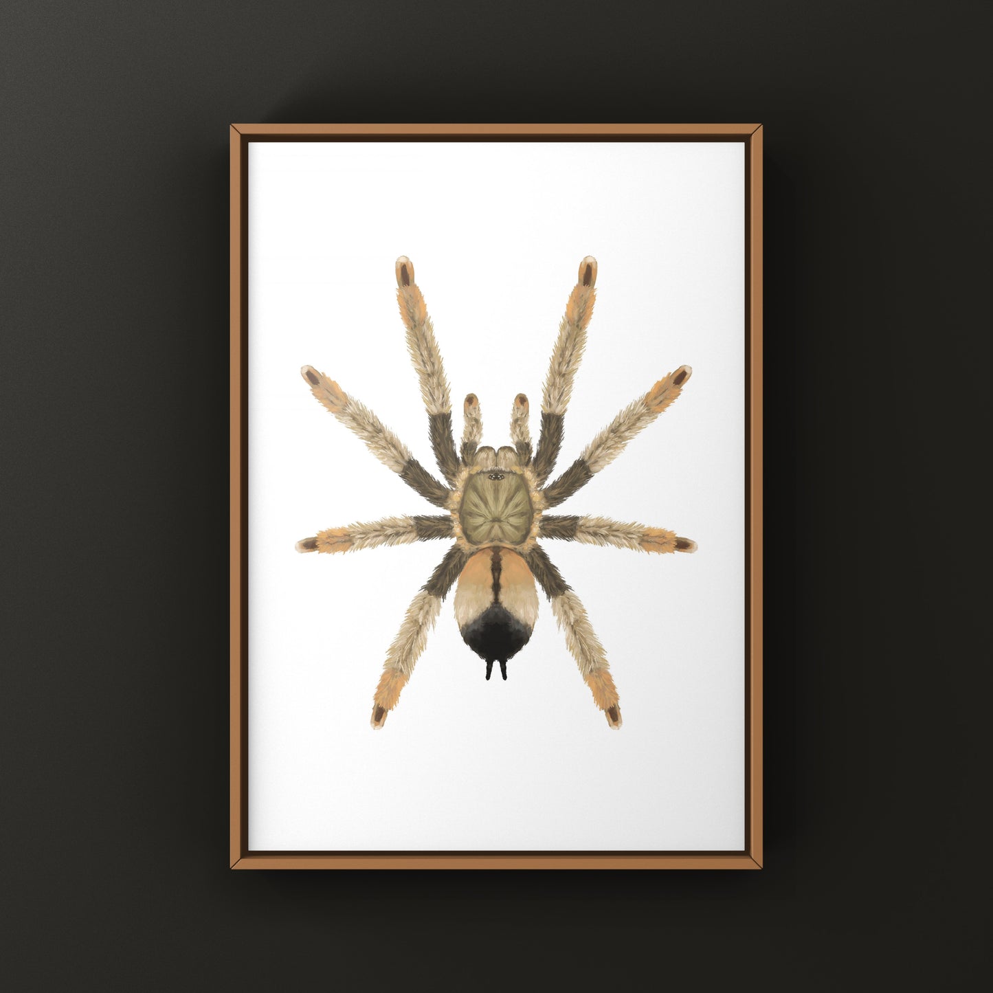 Panama Blonde Tarantula, Psalmopoeus Pulcher, Photographic Art Print from The Silk Ranch
