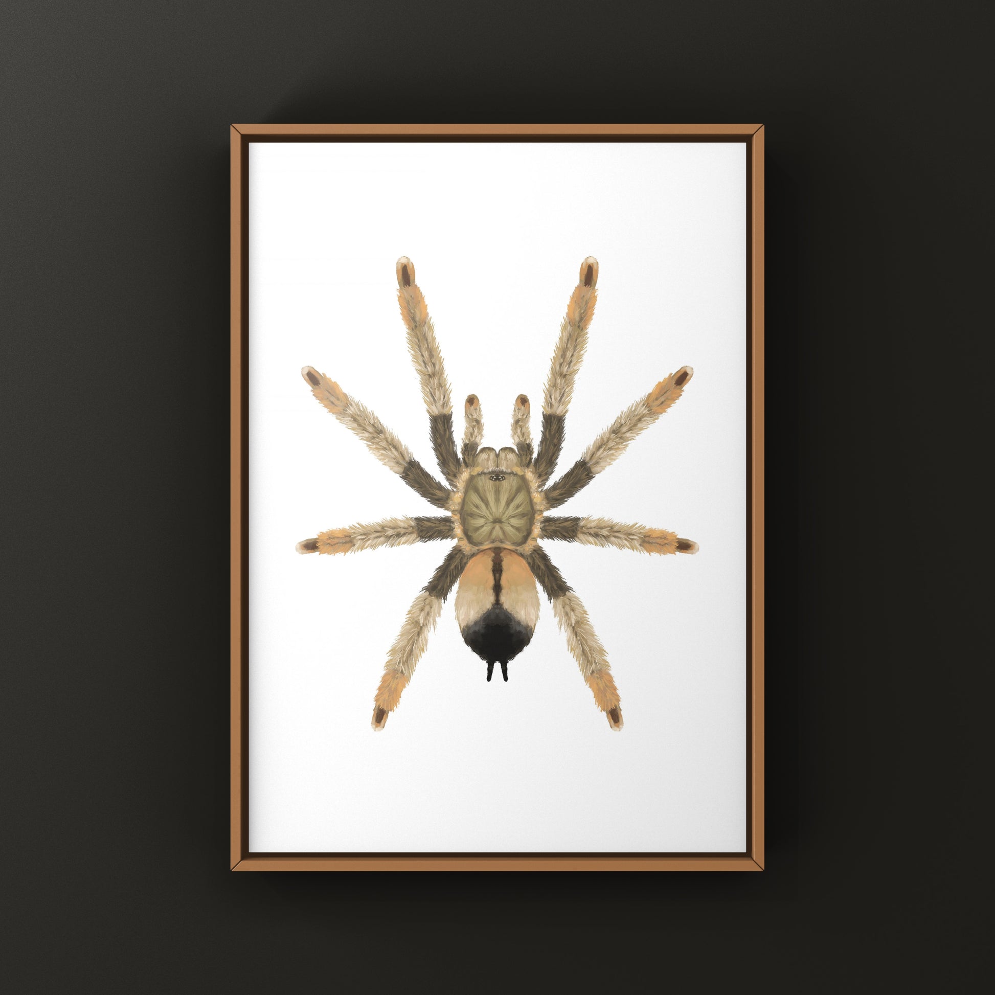 Panama Blonde Tarantula, Psalmopoeus Pulcher, Photographic Art Print from The Silk Ranch