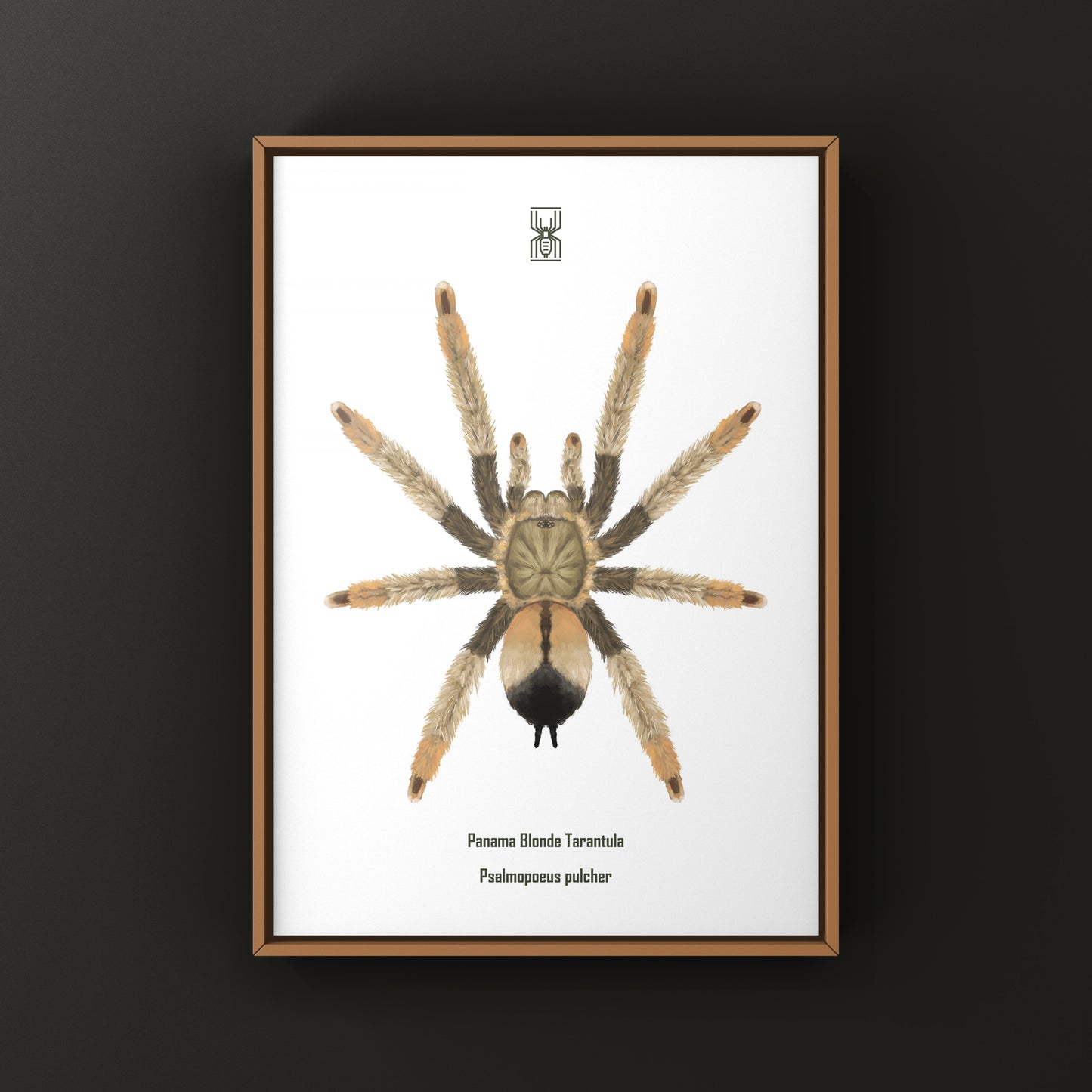 Panama Blonde Tarantula, Psalmopoeus Pulcher, Photographic Art Print from The Silk Ranch
