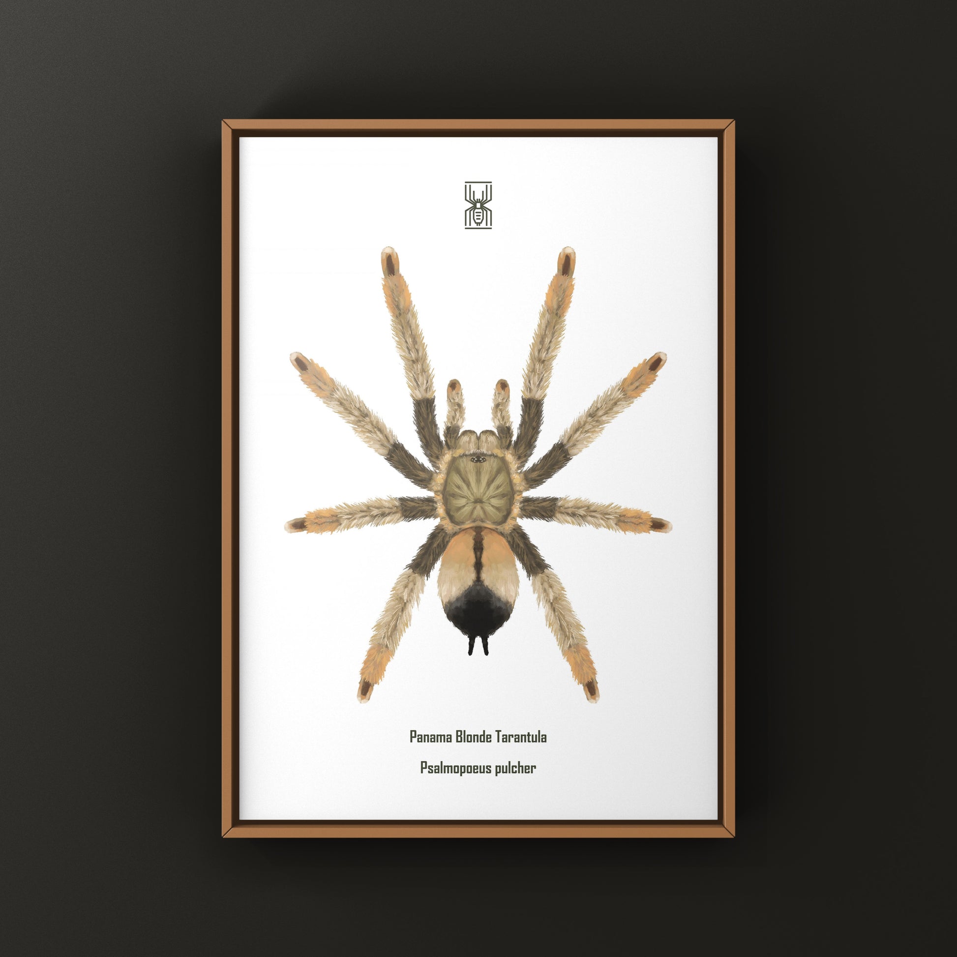 Panama Blonde Tarantula, Psalmopoeus Pulcher, Photographic Art Print from The Silk Ranch