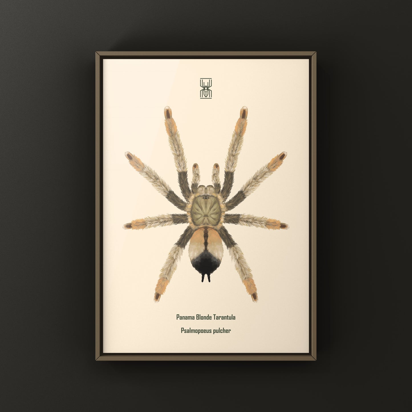 Panama Blonde Tarantula, Psalmopoeus Pulcher, Photographic Art Print from The Silk Ranch