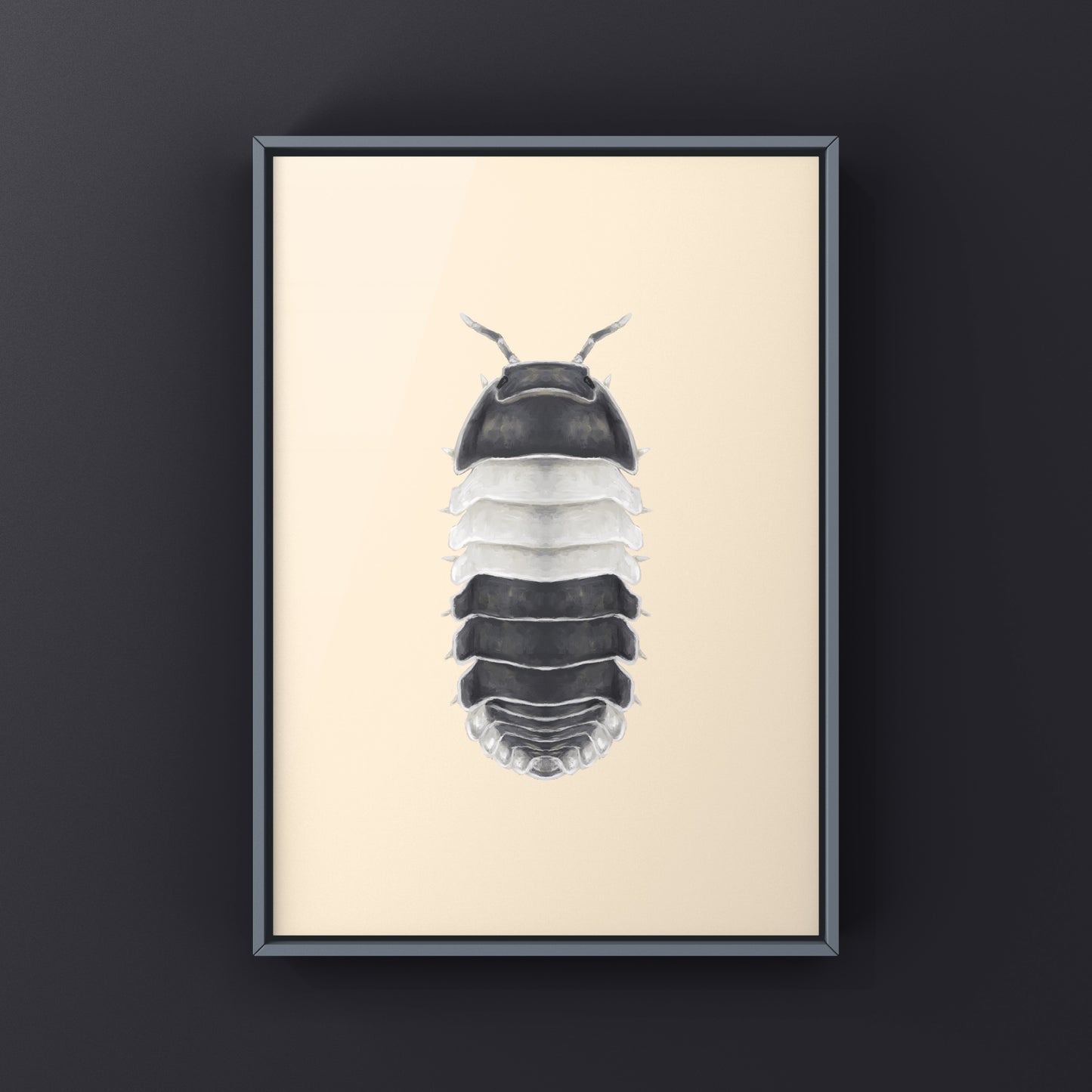 Panda King Isopod, Cubaris sp. Panda King, Photographic Art Print from The Silk Ranch