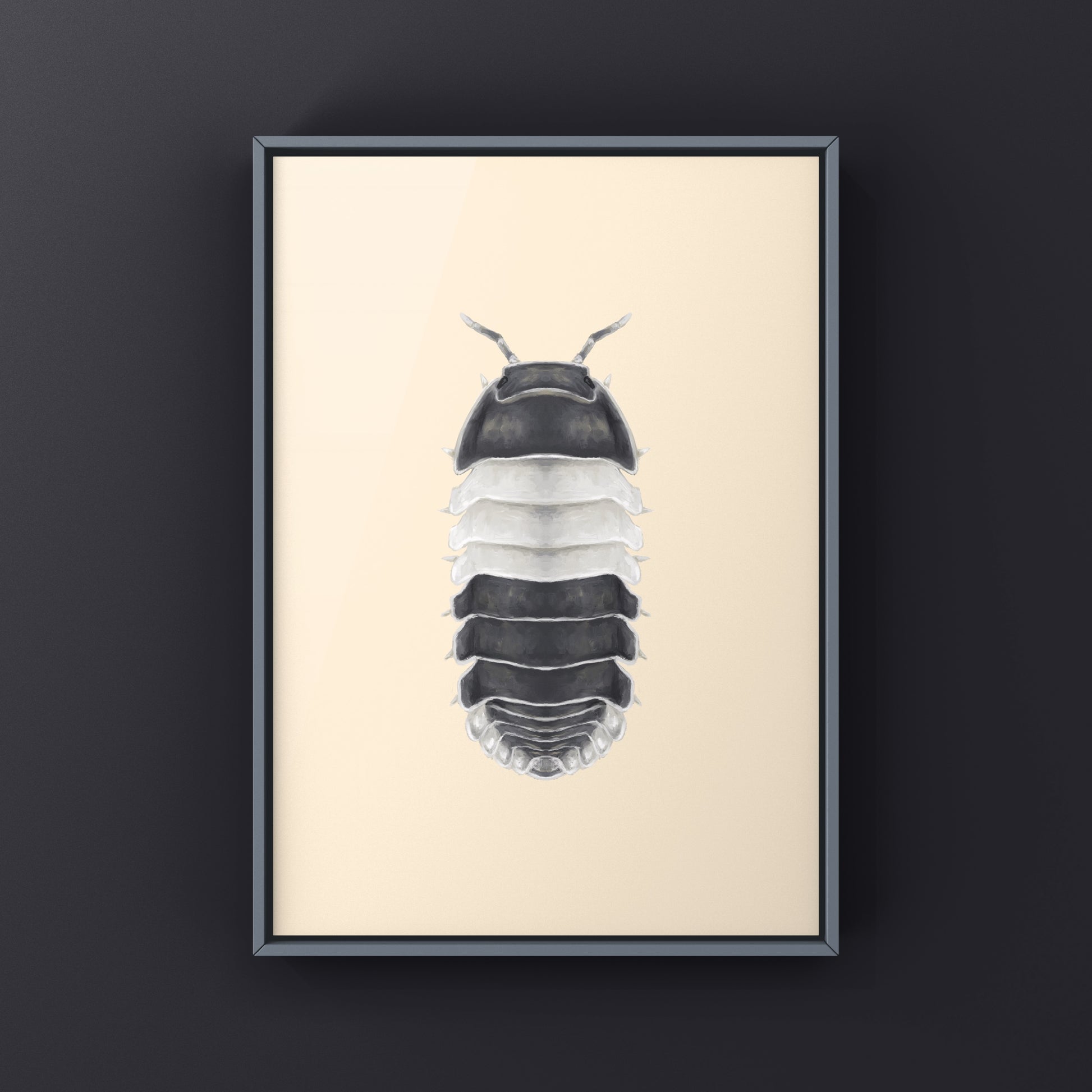Panda King Isopod, Cubaris sp. Panda King, Photographic Art Print from The Silk Ranch