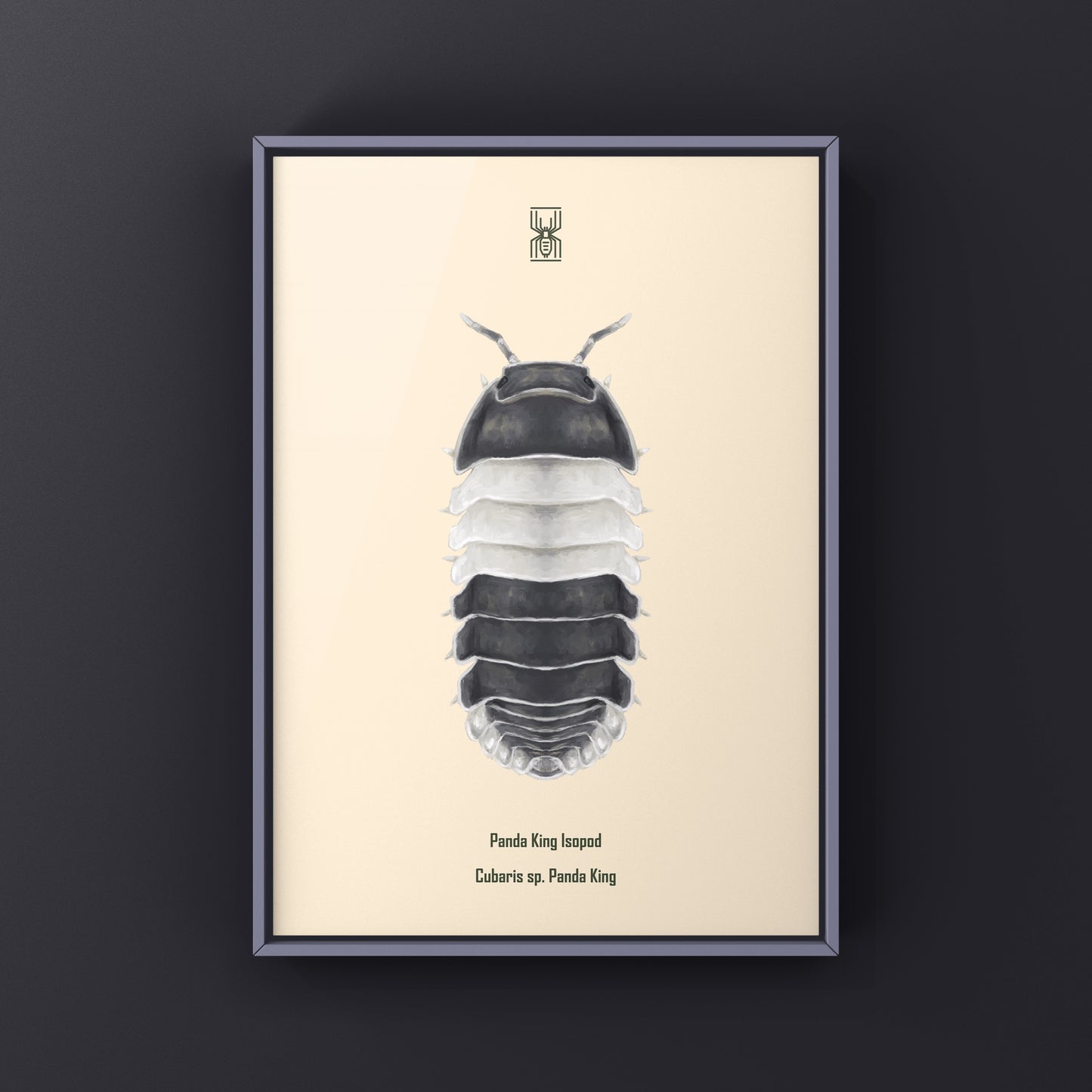Panda King Isopod, Cubaris sp. Panda King, Photographic Art Print from The Silk Ranch