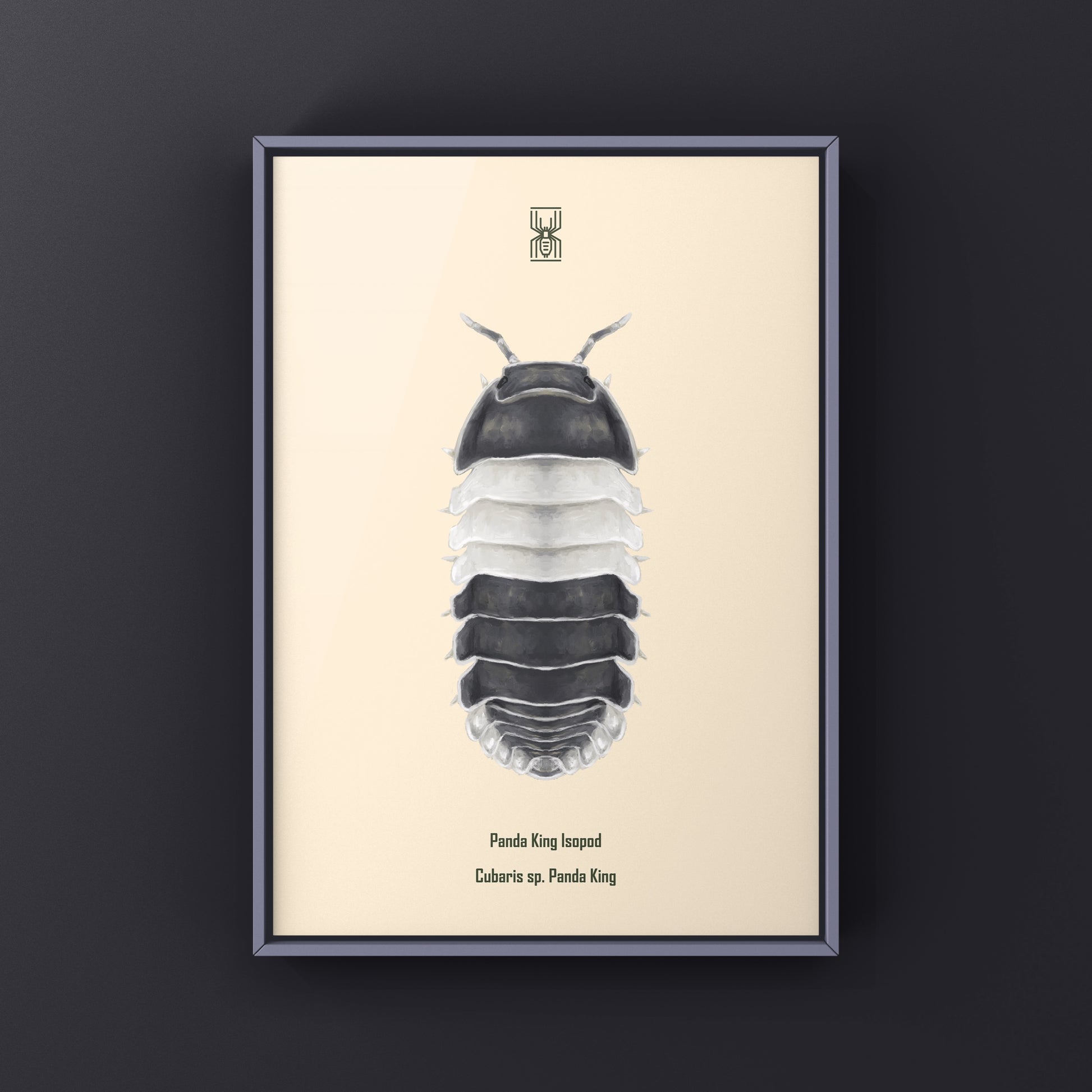 Panda King Isopod, Cubaris sp. Panda King, Photographic Art Print from The Silk Ranch