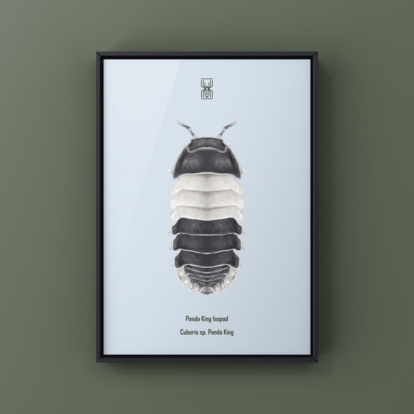 Panda King Isopod, Cubaris sp. Panda King, Photographic Art Print from The Silk Ranch