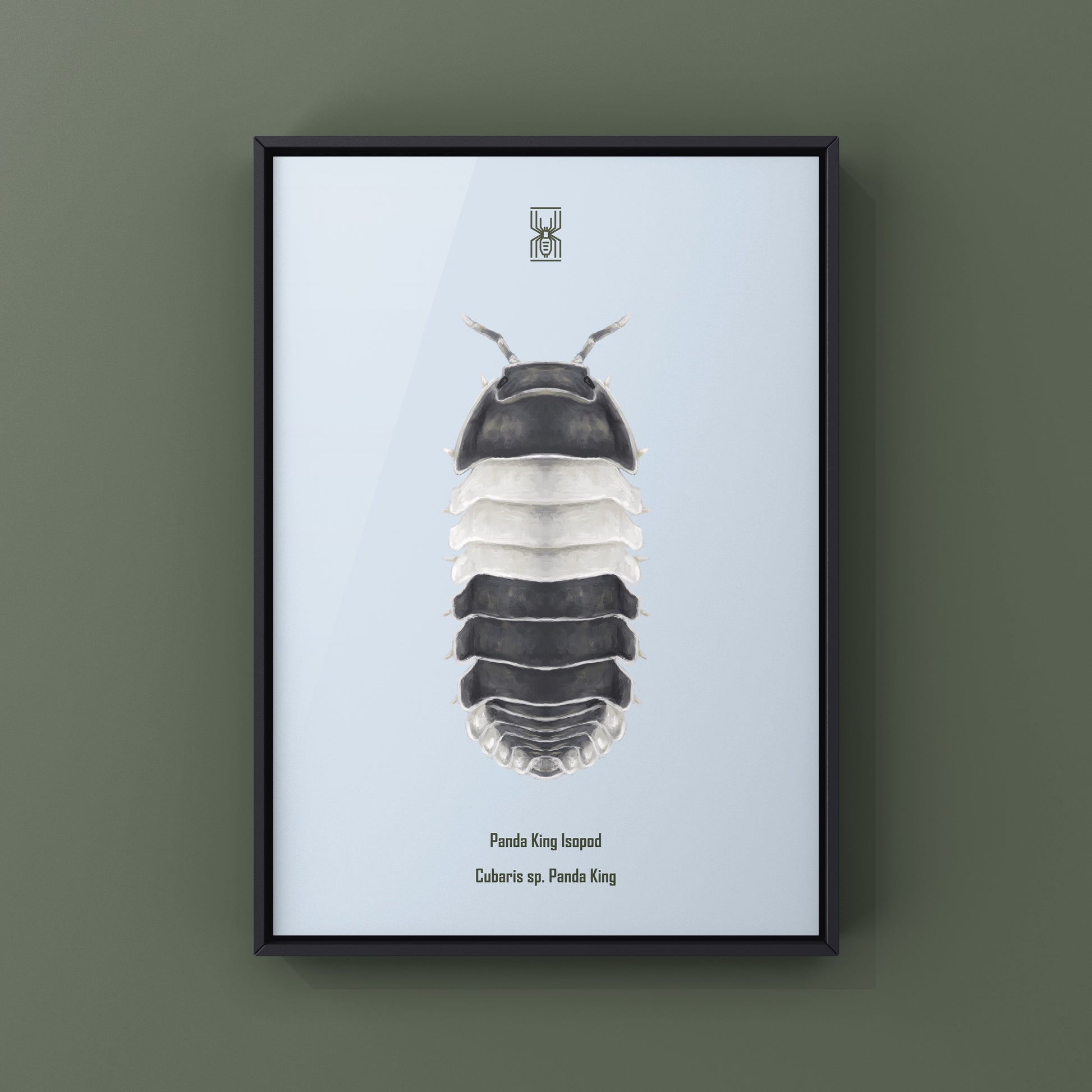 Panda King Isopod, Cubaris sp. Panda King, Photographic Art Print from The Silk Ranch