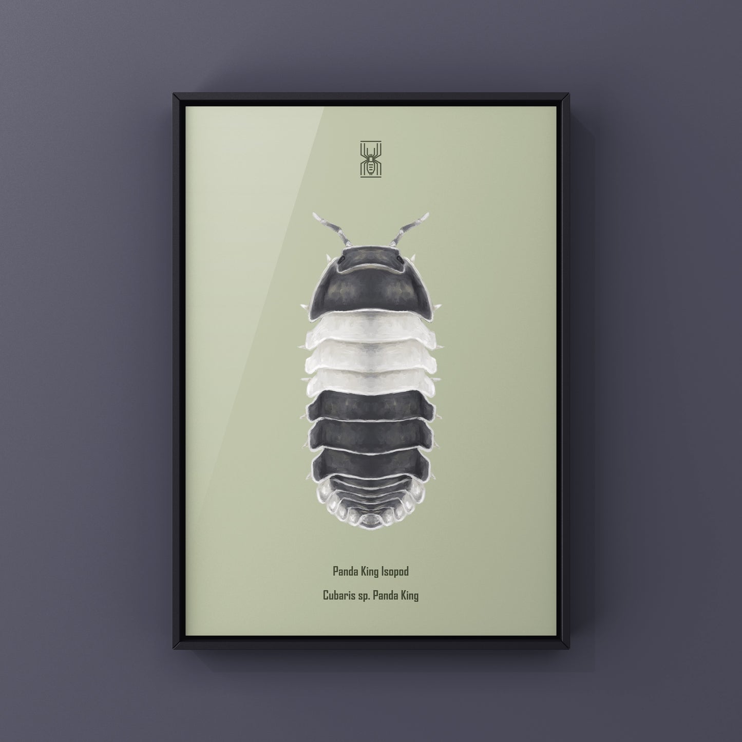 Panda King Isopod, Cubaris sp. Panda King, Photographic Art Print from The Silk Ranch