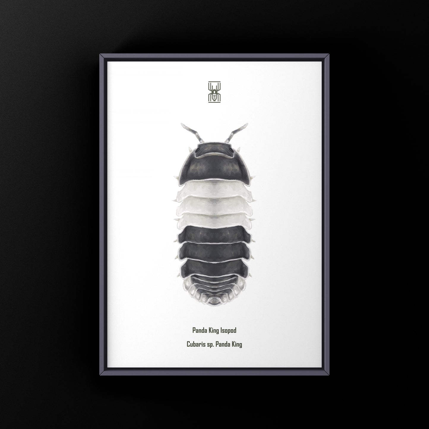 Panda King Isopod, Cubaris sp. Panda King, Photographic Art Print from The Silk Ranch
