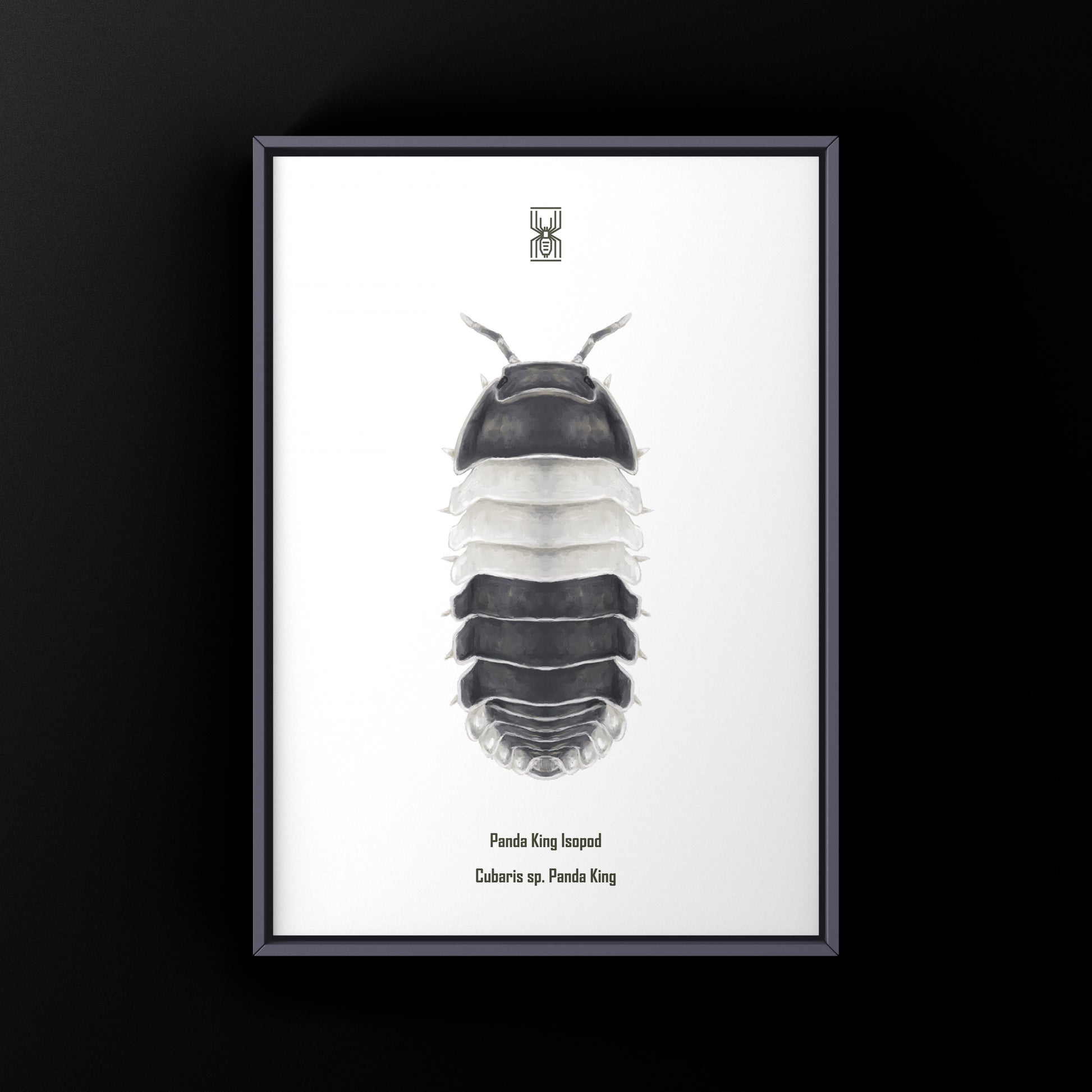 Panda King Isopod, Cubaris sp. Panda King, Photographic Art Print from The Silk Ranch