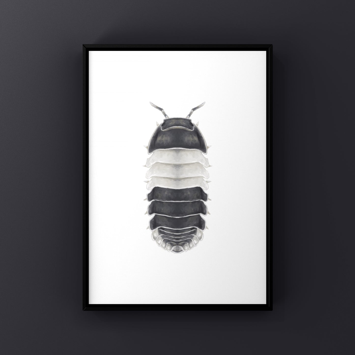 Panda King Isopod, Cubaris sp. Panda King, Photographic Art Print from The Silk Ranch