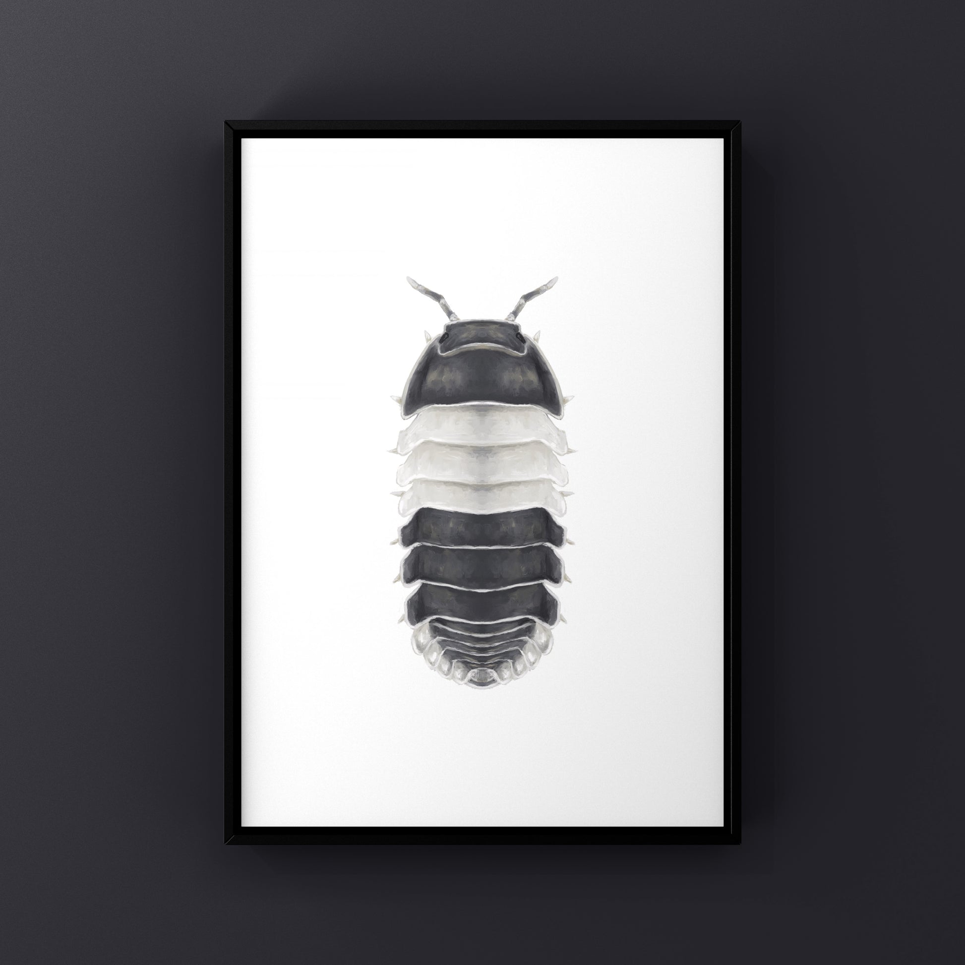Panda King Isopod, Cubaris sp. Panda King, Photographic Art Print from The Silk Ranch