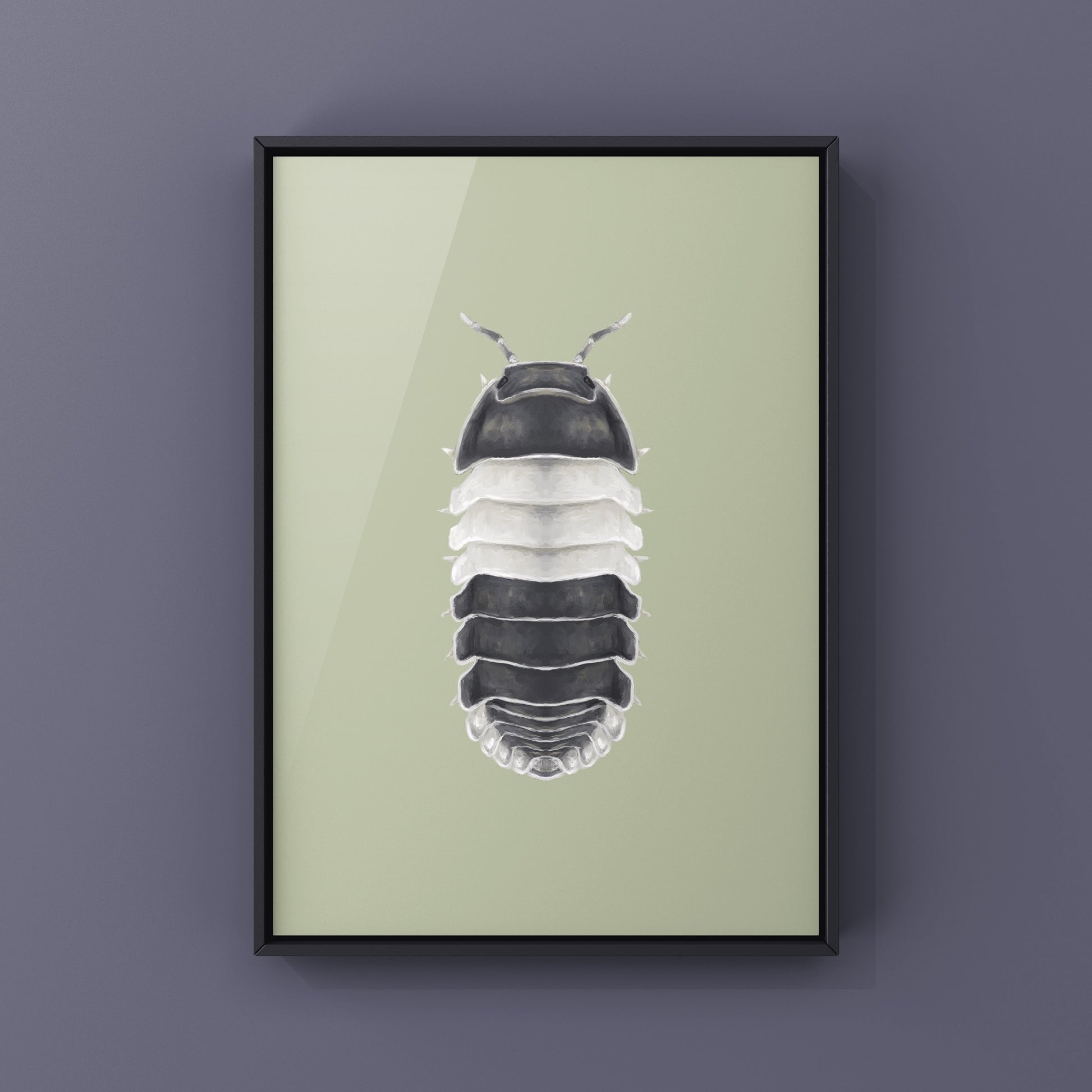 Panda King Isopod, Cubaris sp. Panda King, Photographic Art Print from The Silk Ranch