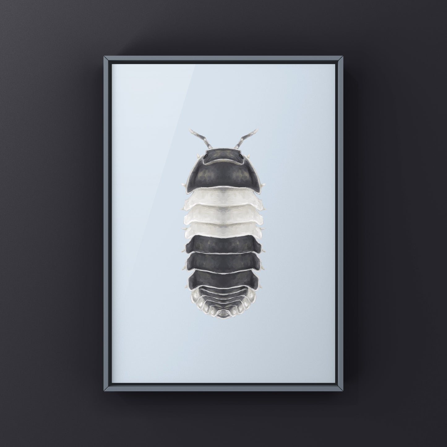 Panda King Isopod, Cubaris sp. Panda King, Photographic Art Print from The Silk Ranch
