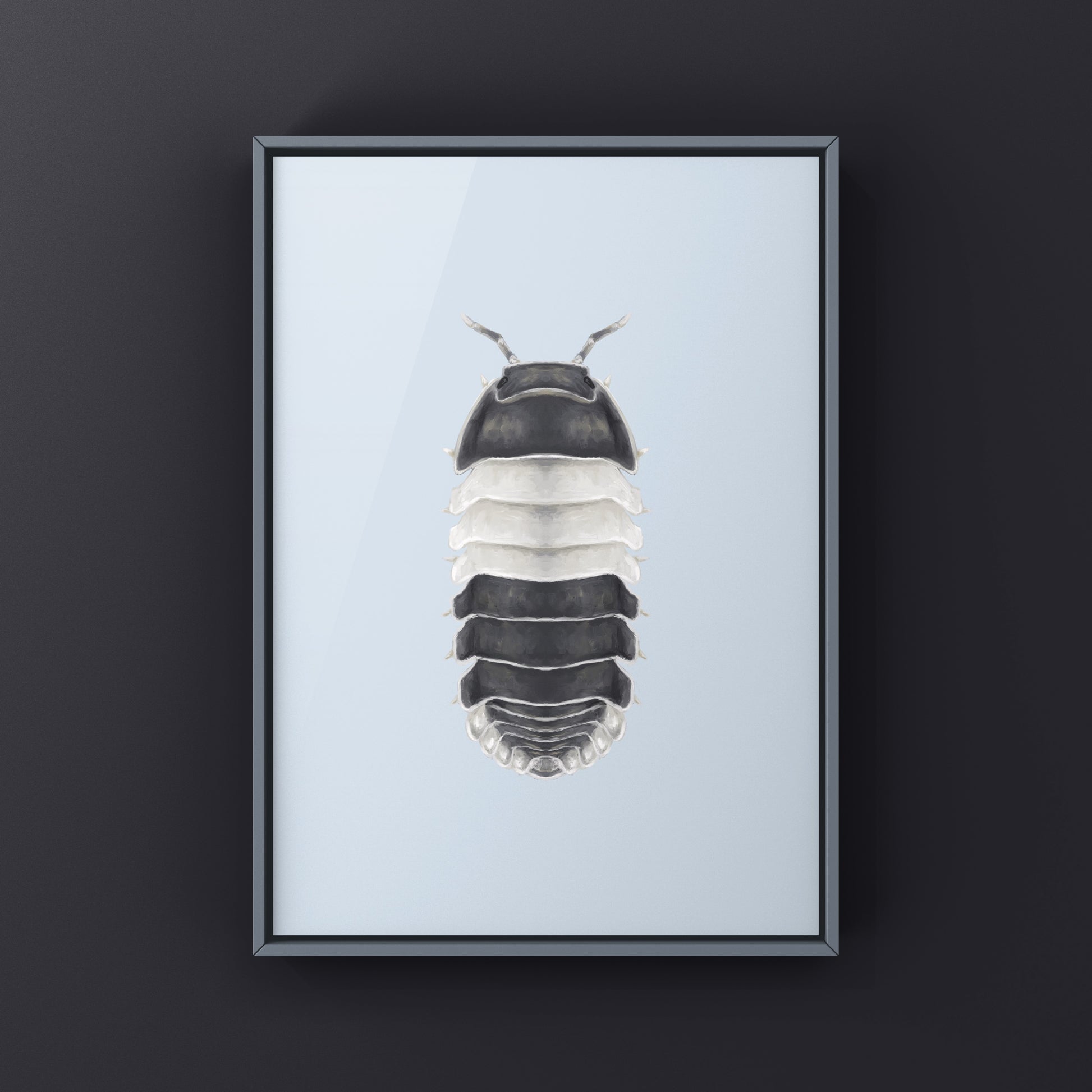 Panda King Isopod, Cubaris sp. Panda King, Photographic Art Print from The Silk Ranch