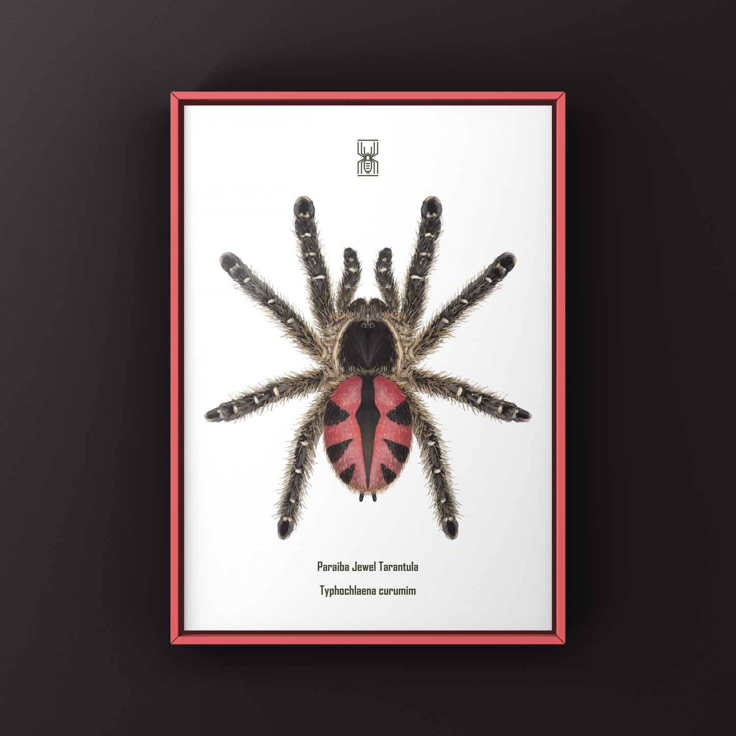 Paraiba Jewel Tarantula, Typhochlaena Curumim, Photographic Art Print from The Silk Ranch