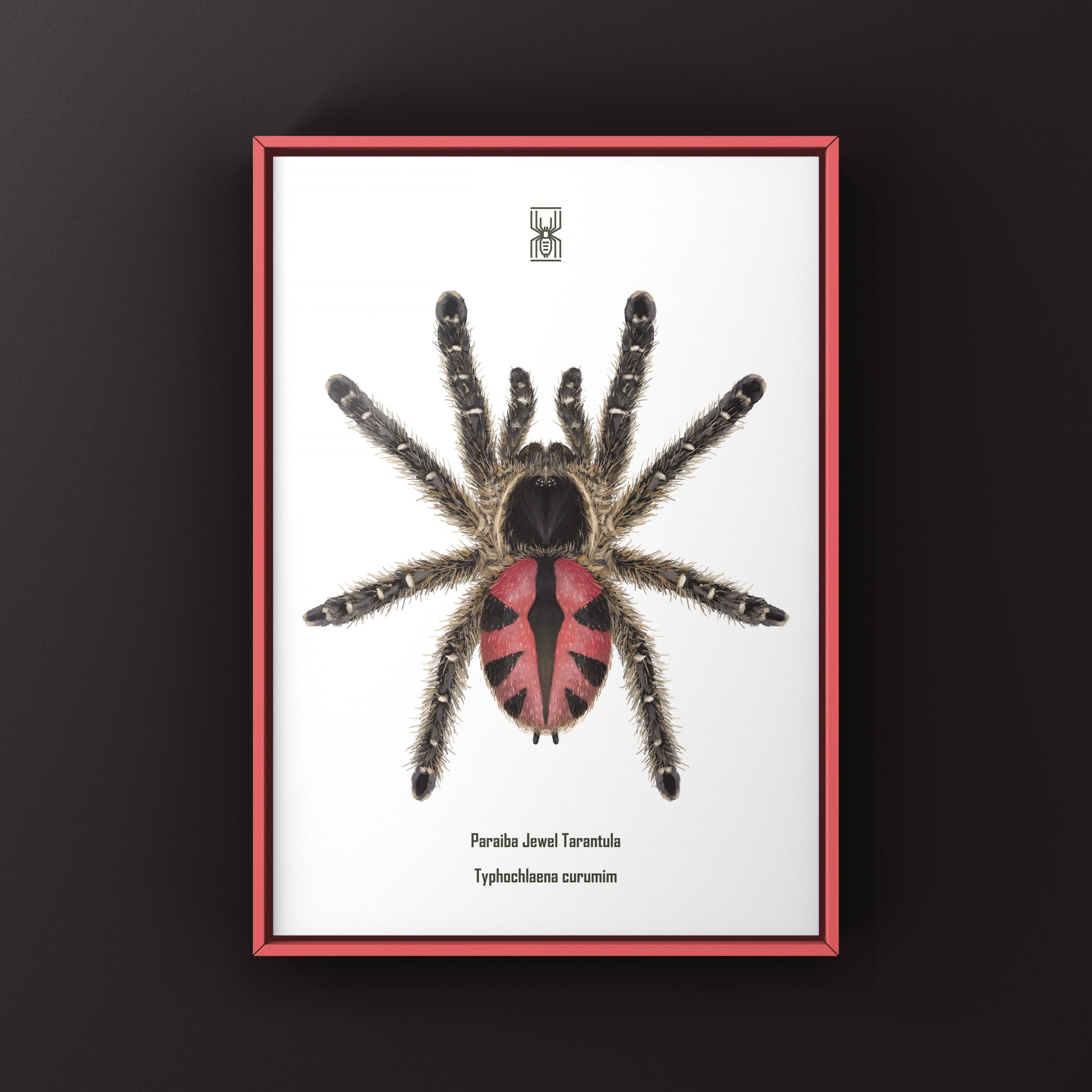 Paraiba Jewel Tarantula, Typhochlaena Curumim, Photographic Art Print from The Silk Ranch