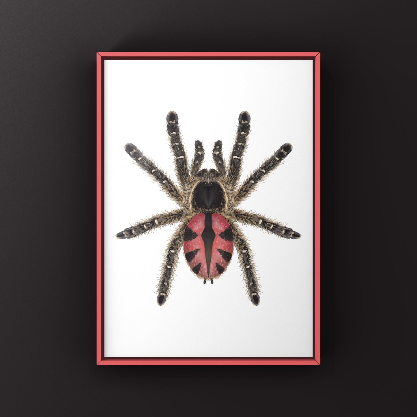 Paraiba Jewel Tarantula, Typhochlaena Curumim, Photographic Art Print from The Silk Ranch
