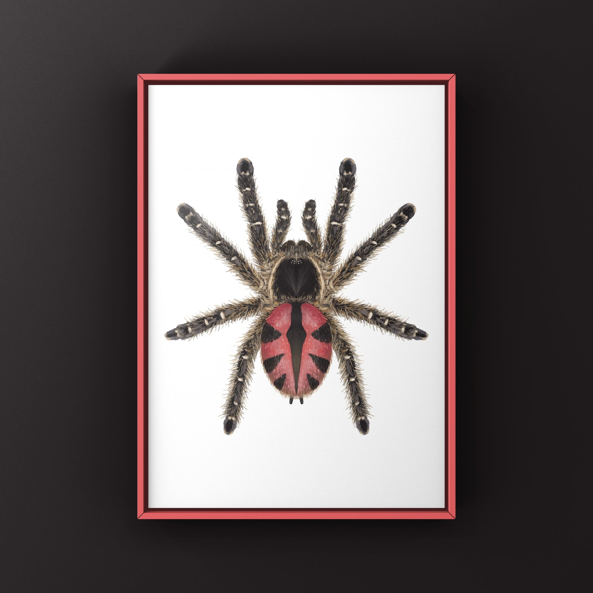 Paraiba Jewel Tarantula, Typhochlaena Curumim, Photographic Art Print from The Silk Ranch