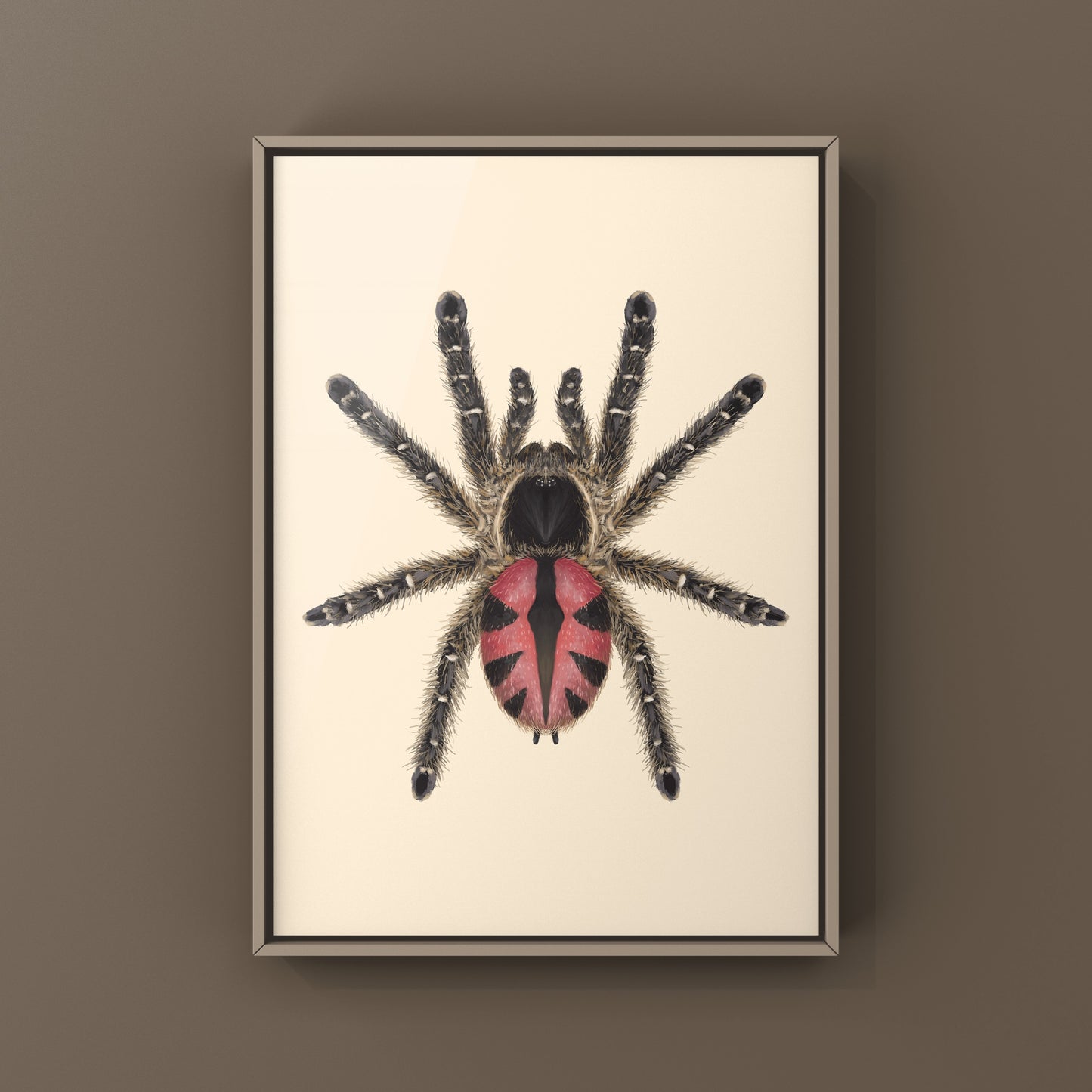Paraiba Jewel Tarantula, Typhochlaena Curumim, Photographic Art Print from The Silk Ranch
