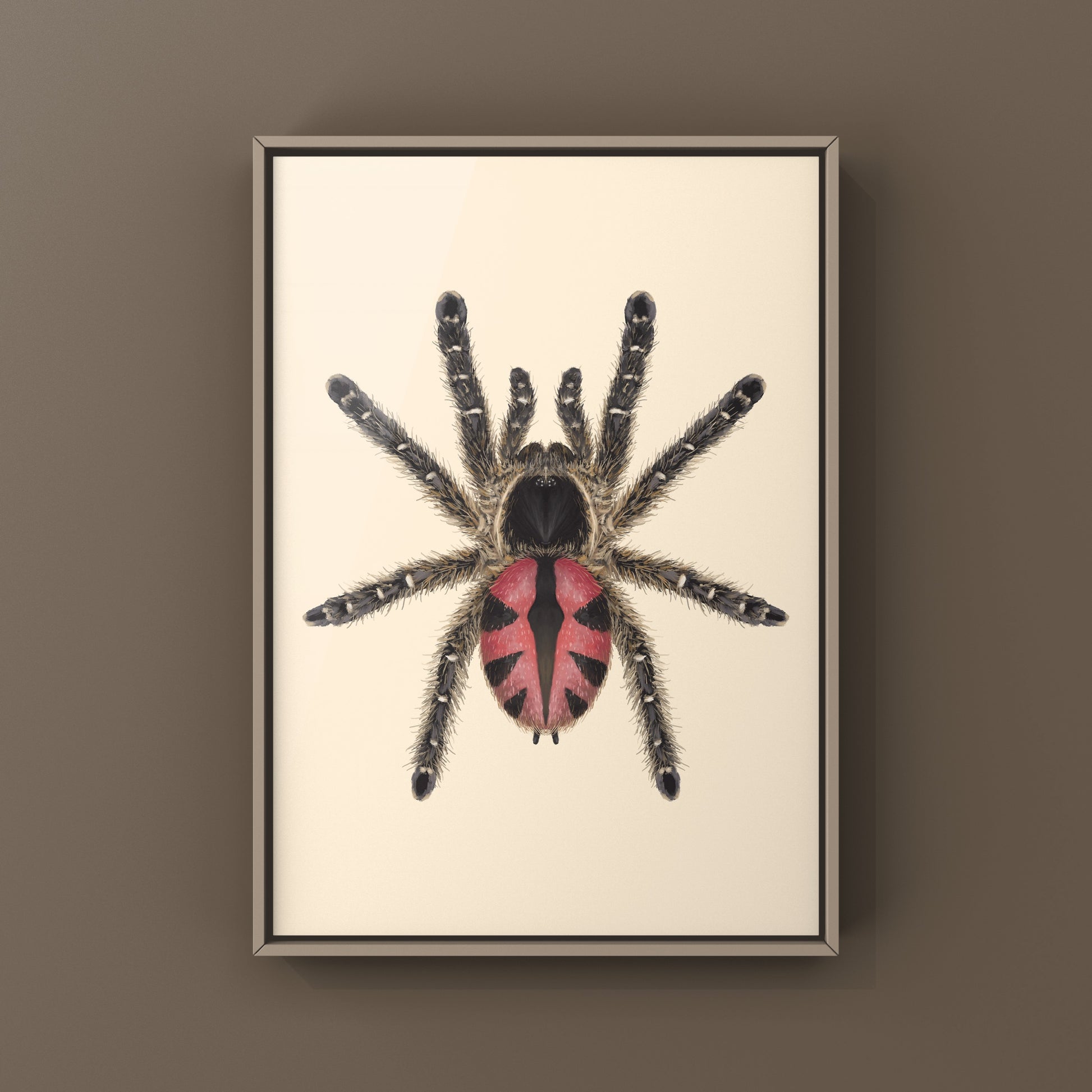 Paraiba Jewel Tarantula, Typhochlaena Curumim, Photographic Art Print from The Silk Ranch